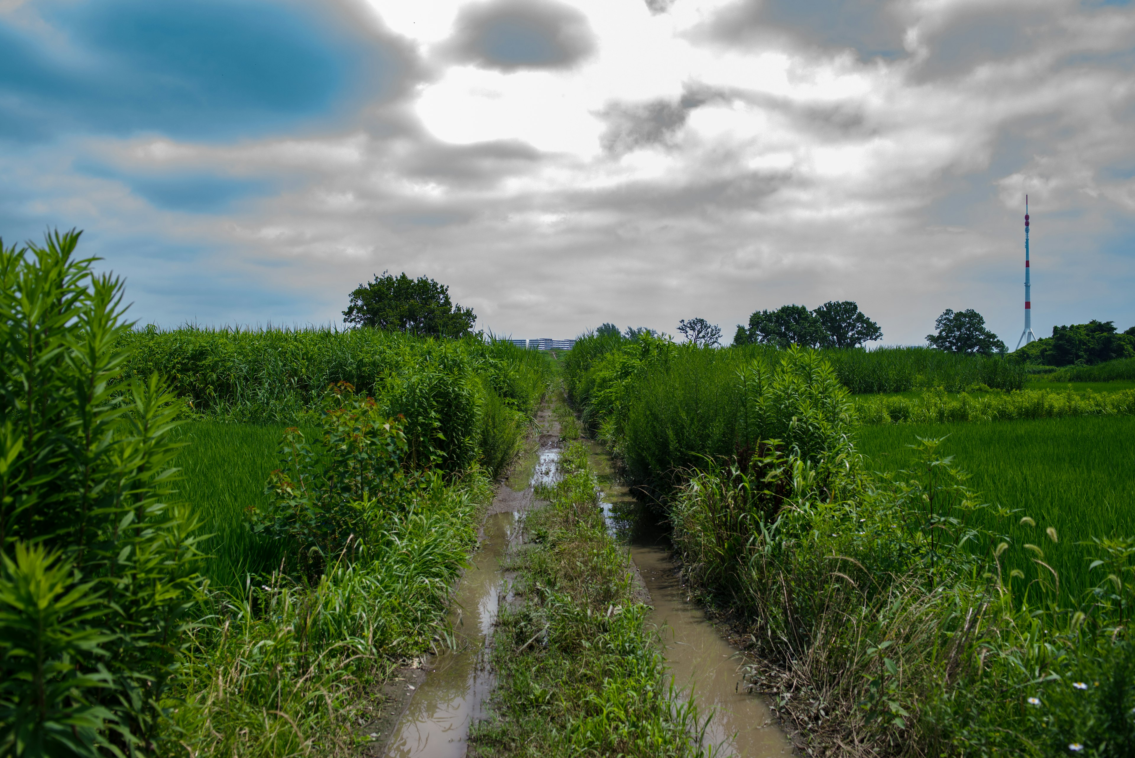 Sentier rural verdoyant avec ciel nuageux