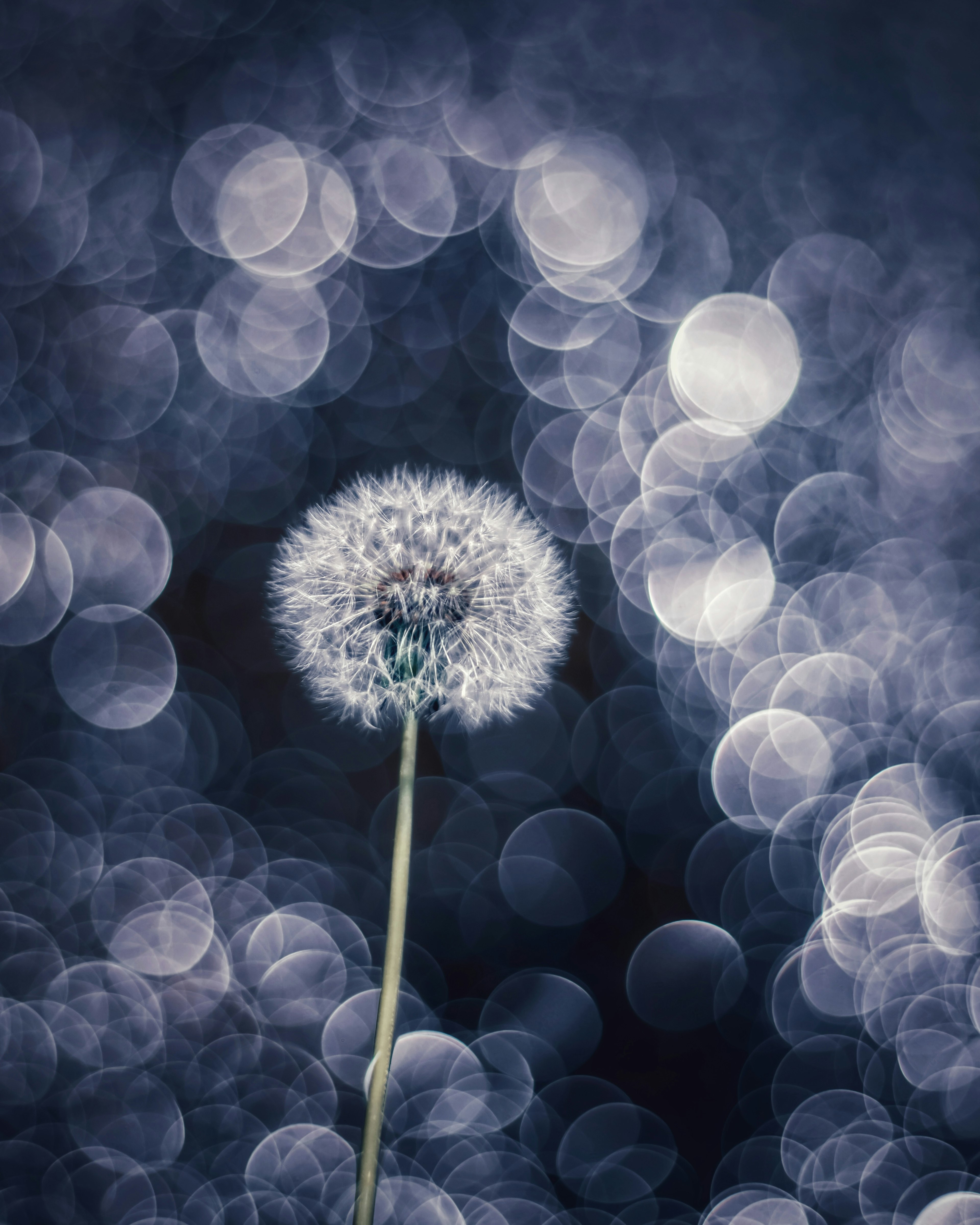 Nahaufnahme eines Löwenzahn-Samenkopfs vor einem blauen Hintergrund mit schönen Bokeh-Lichtern