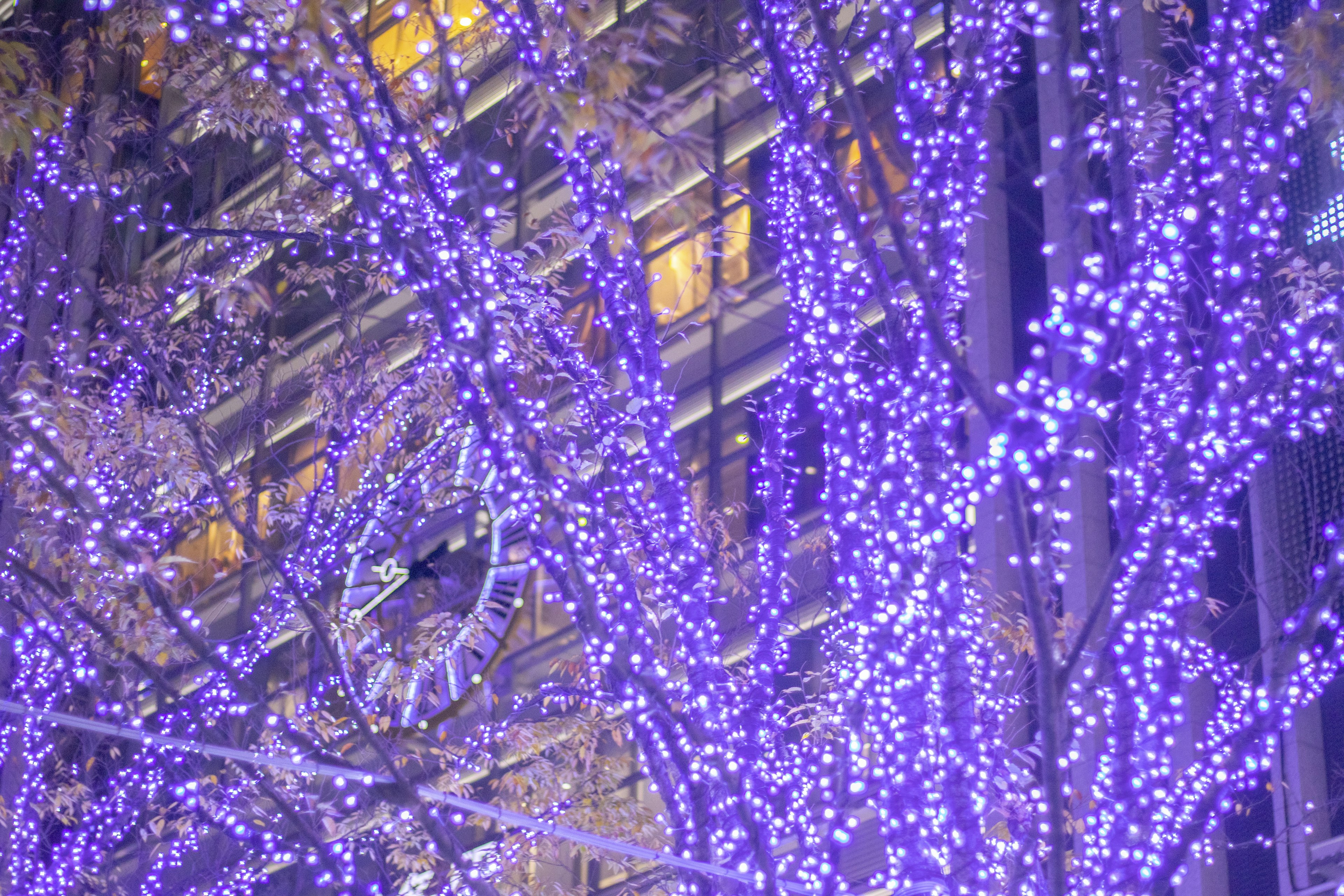 Tree branches adorned with purple lights and buildings in the background