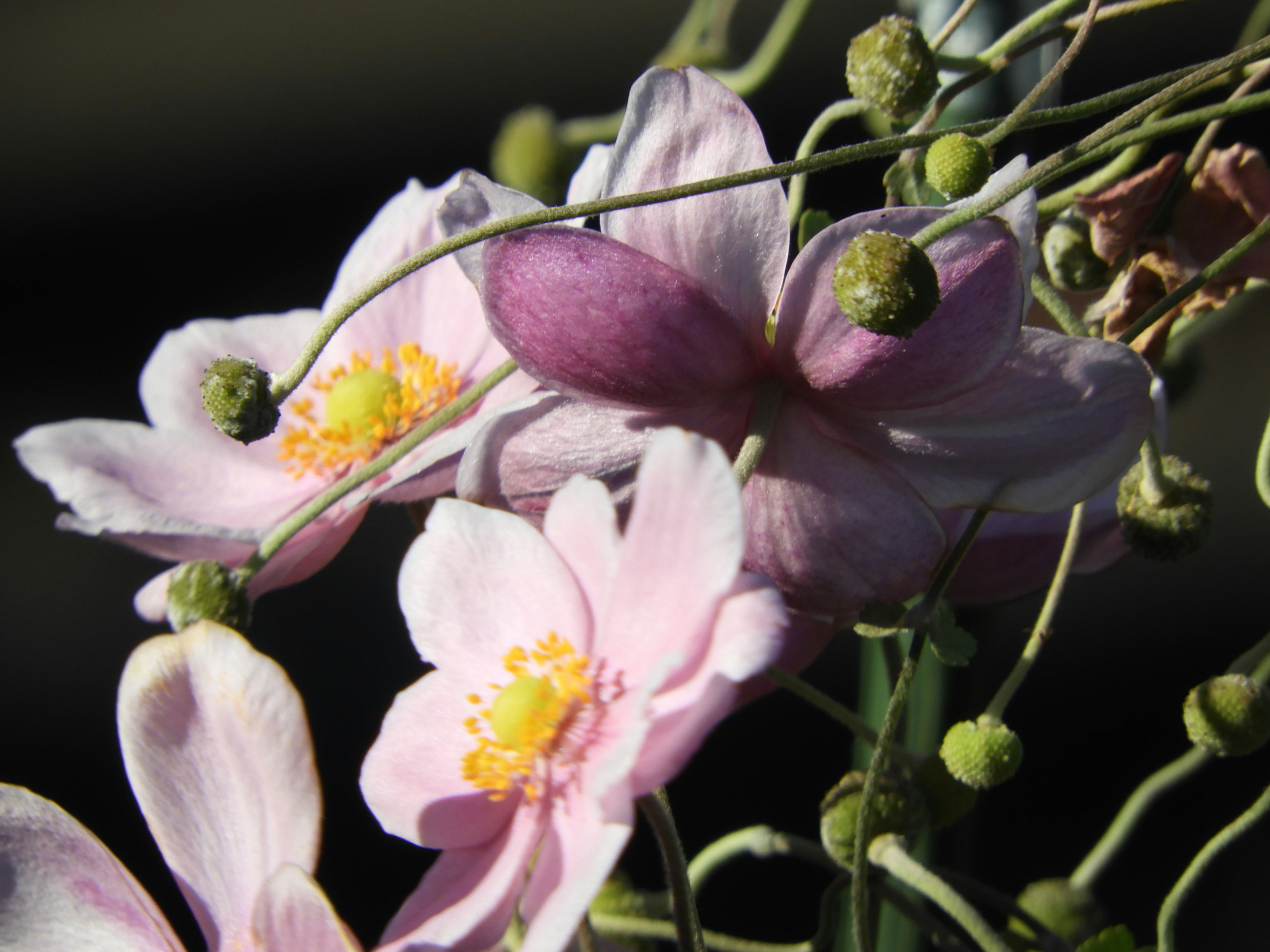 淡いピンク色の花とつぼみが特徴の植物のクローズアップ