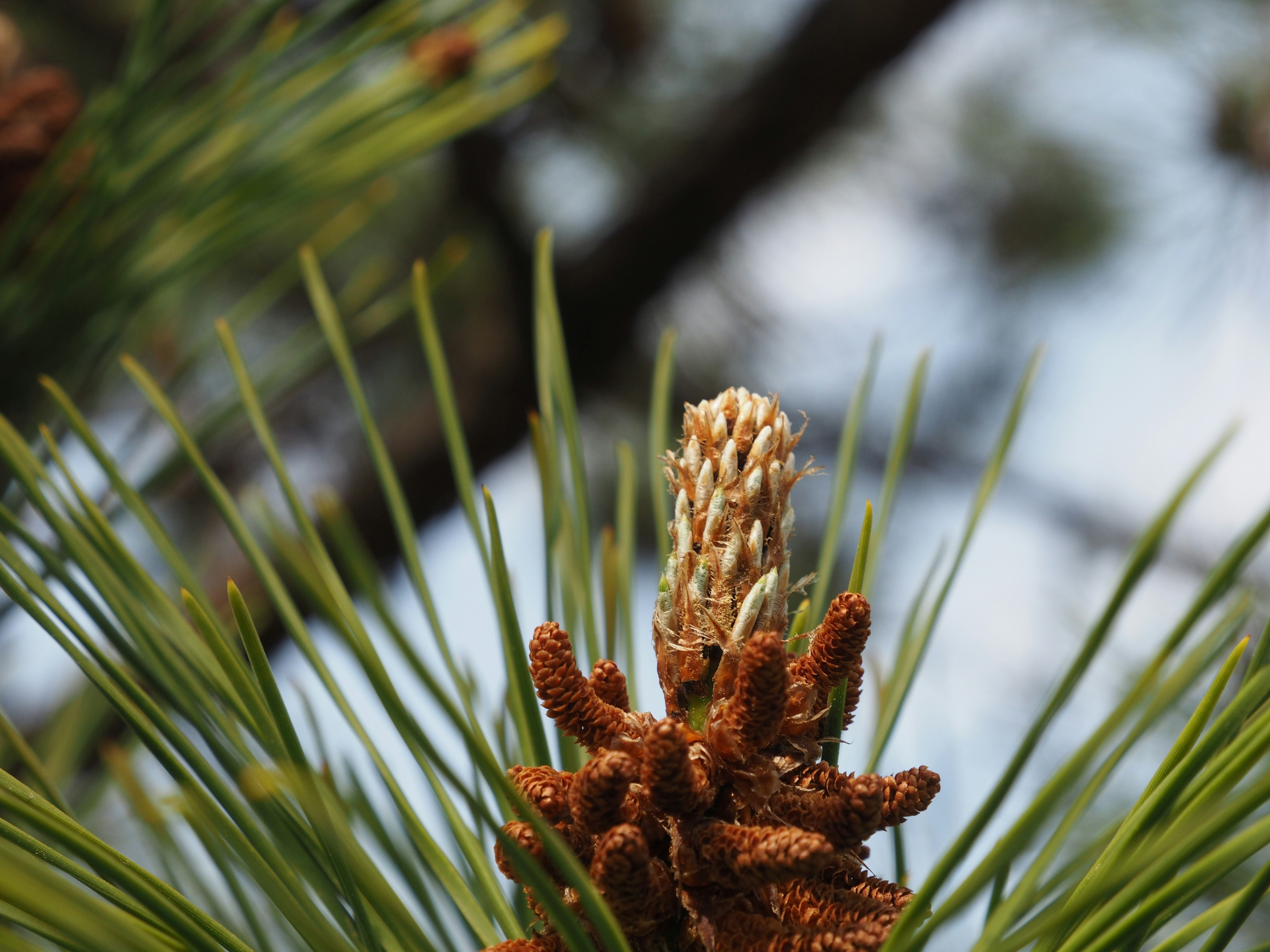 Close-up tunas dan kerucut pinus