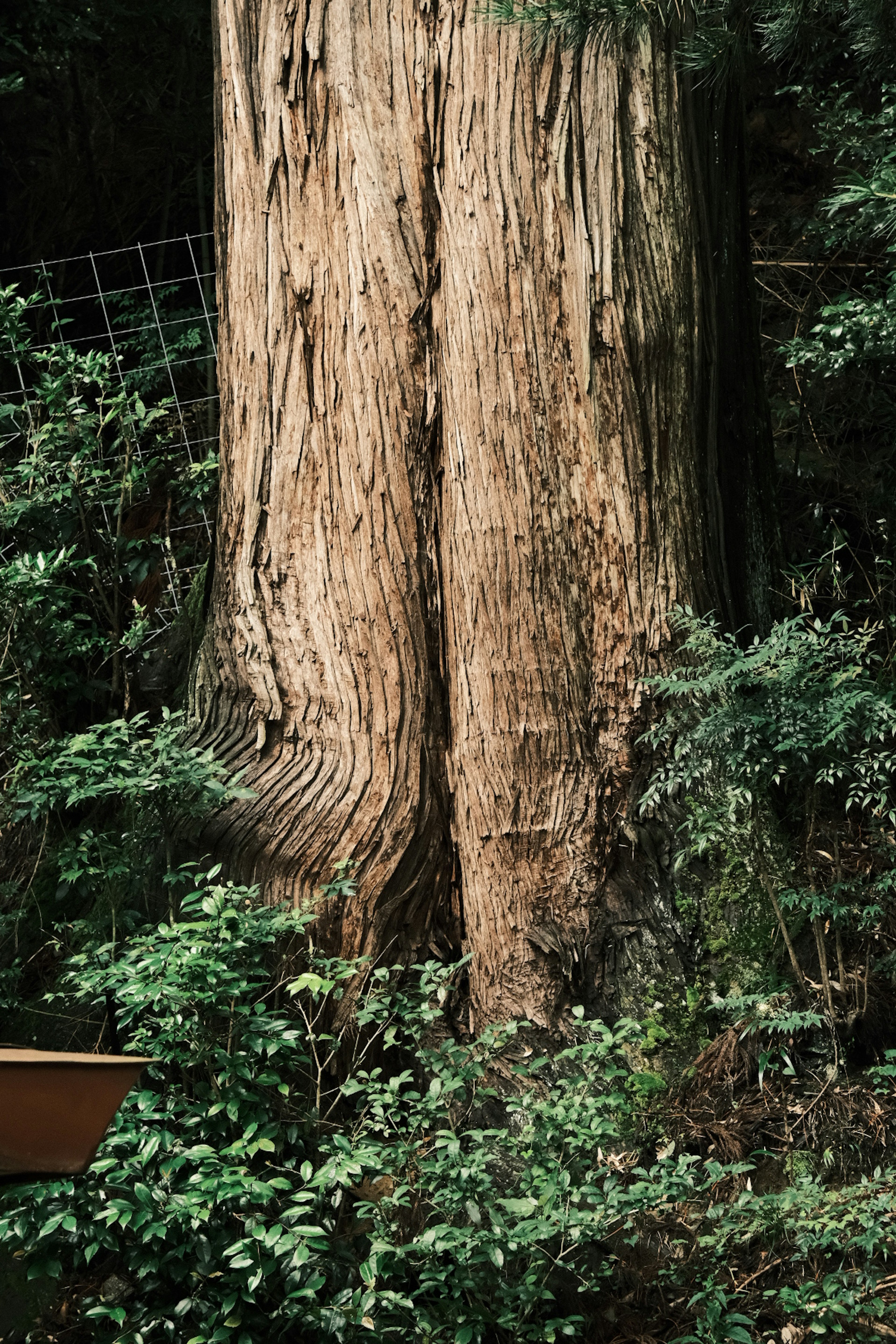 大きな木の幹と緑の植物が周囲にある風景