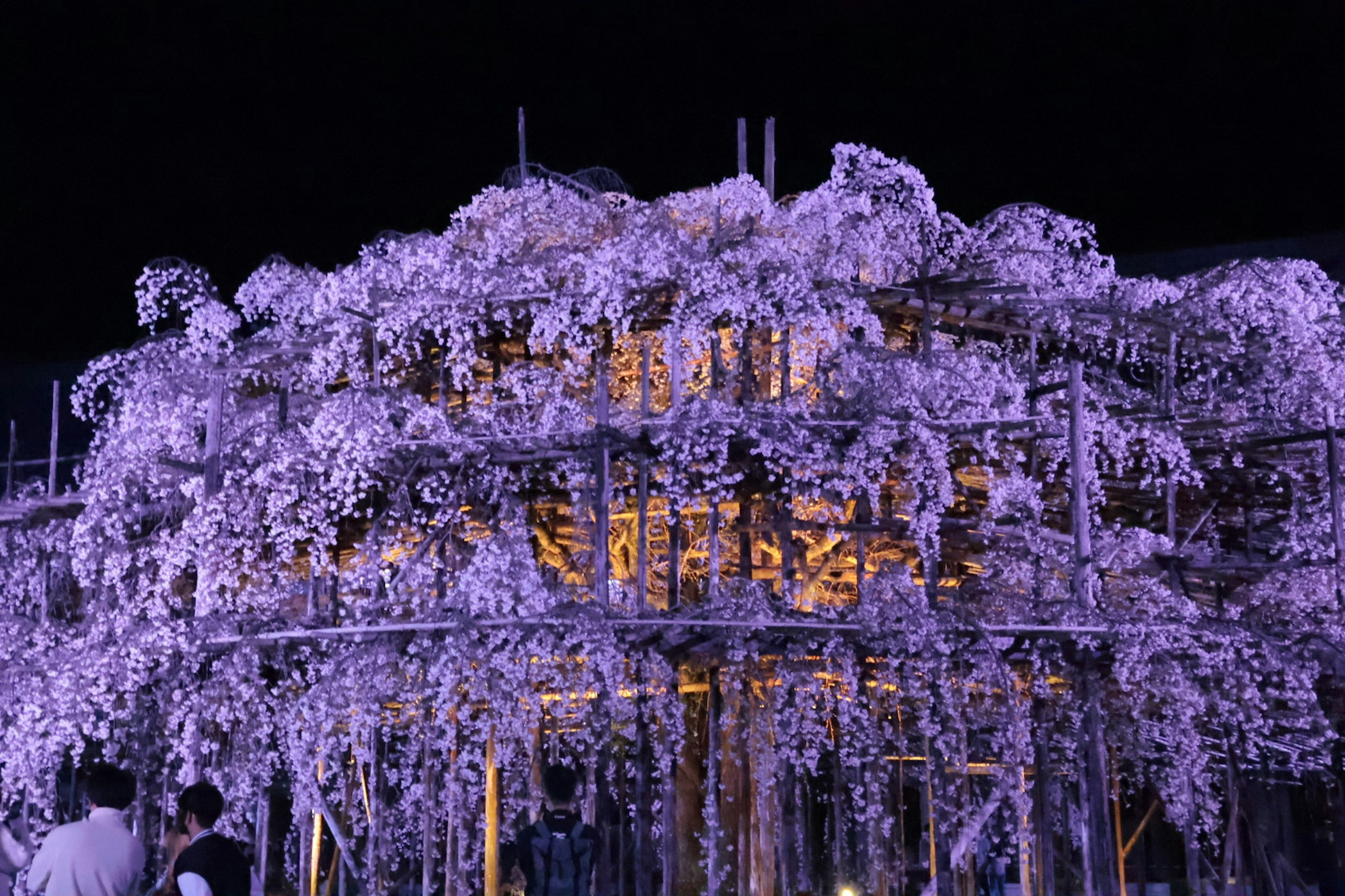 Arch structure covered in purple flowers at night