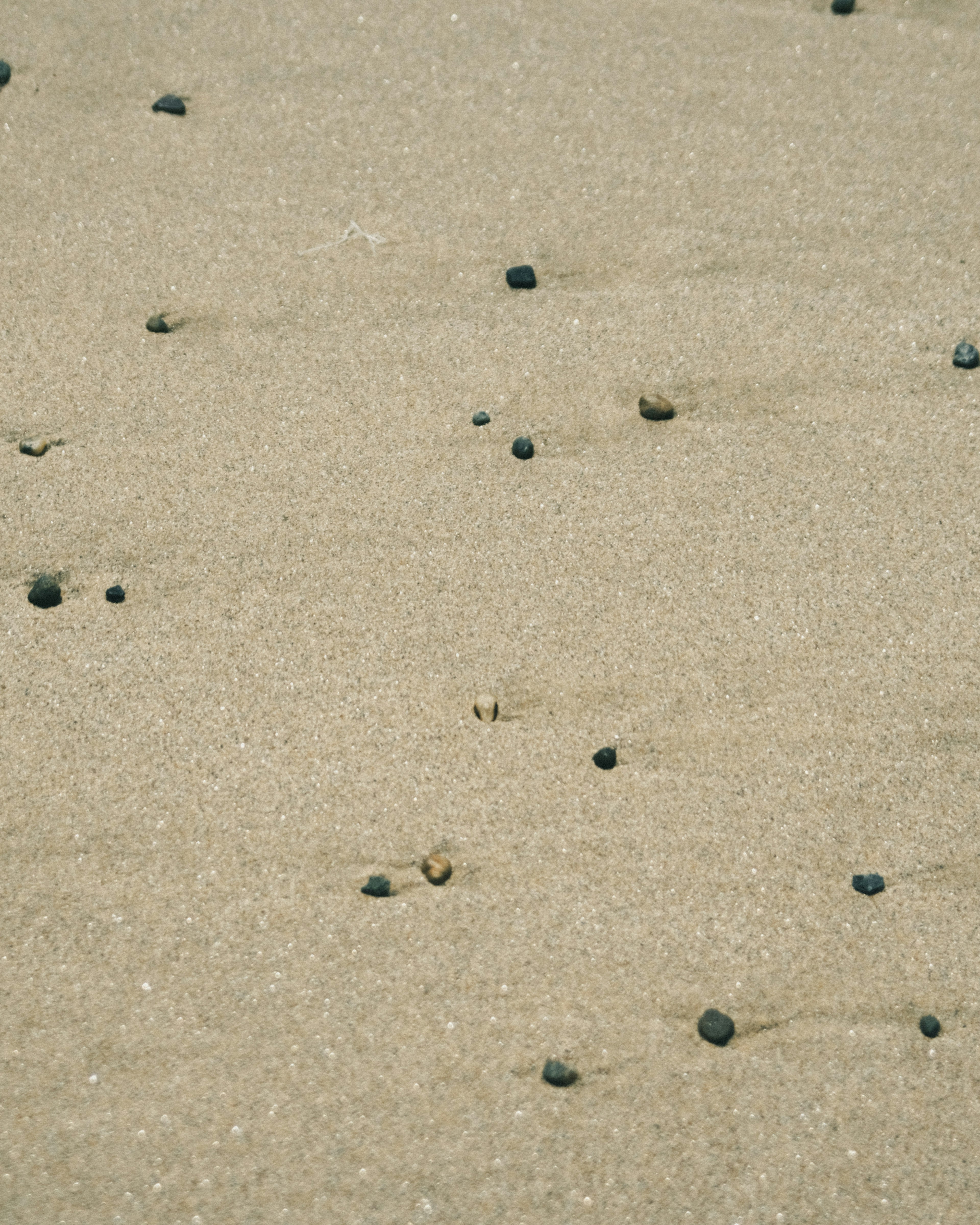 Nahaufnahme von kleinen Steinen und Muscheln, die am Sandstrand verstreut sind