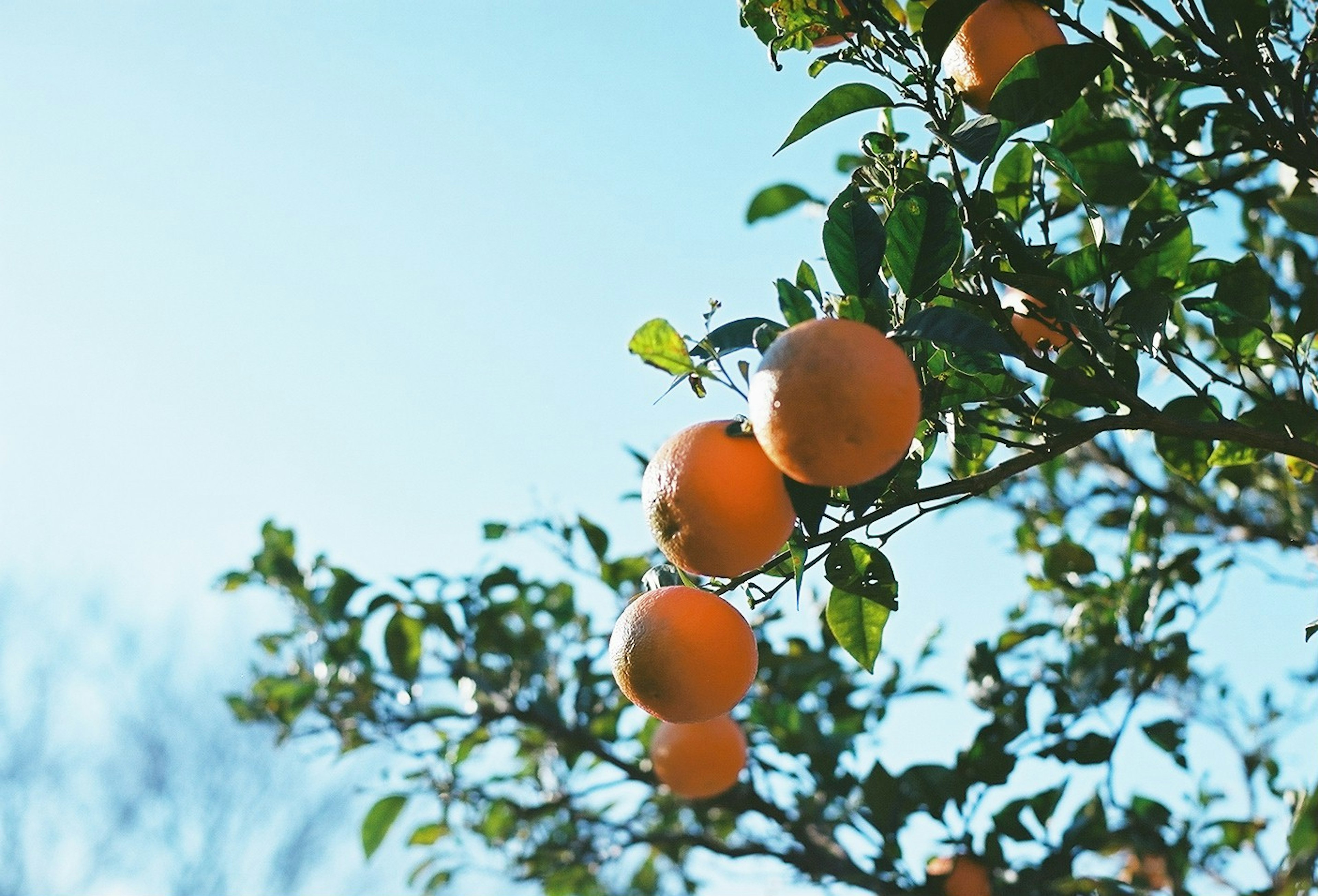 Branche d'orangeier avec des oranges mûres sous un ciel bleu