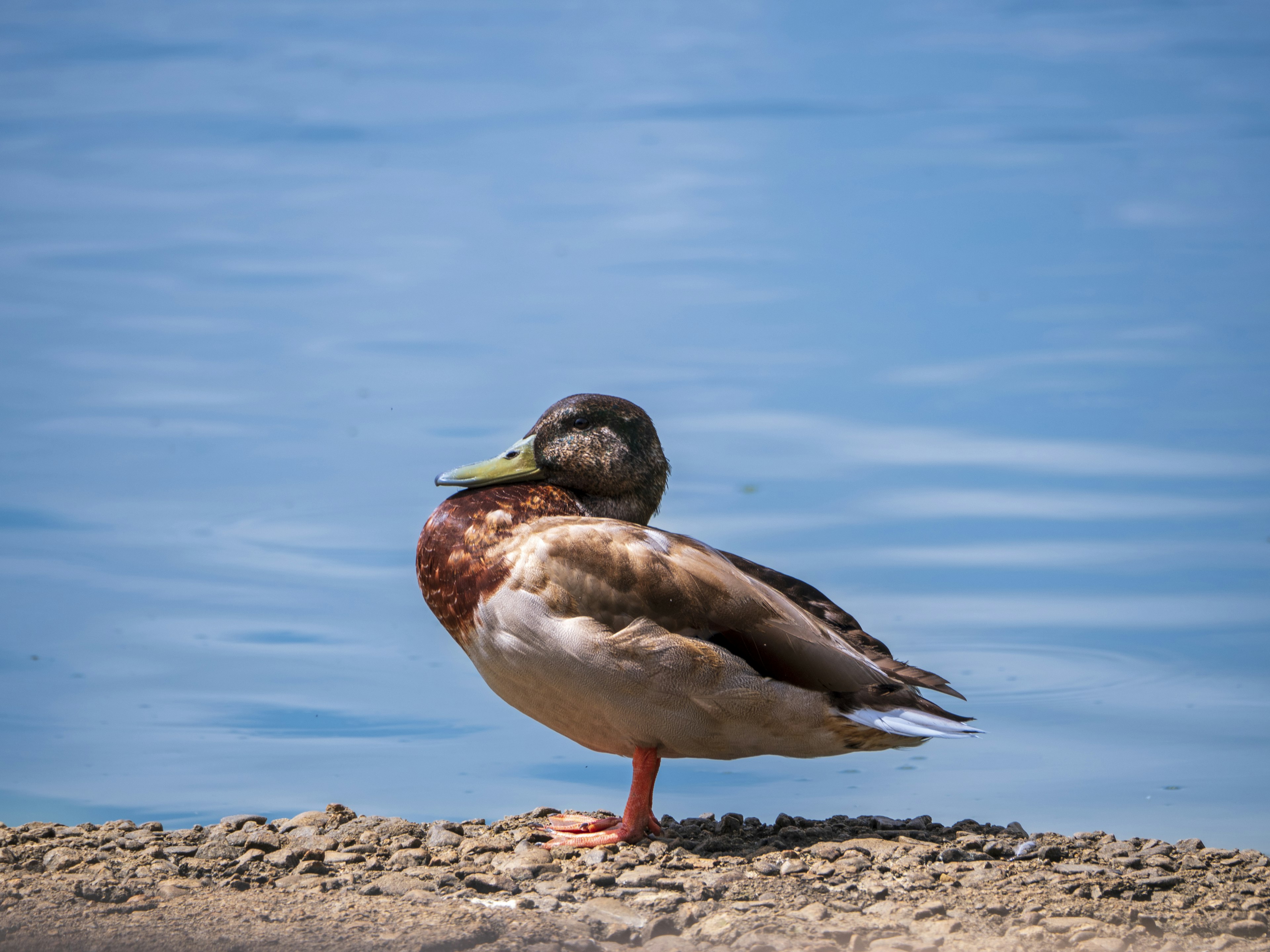 Side view of a duck standing by the water with a blue surface