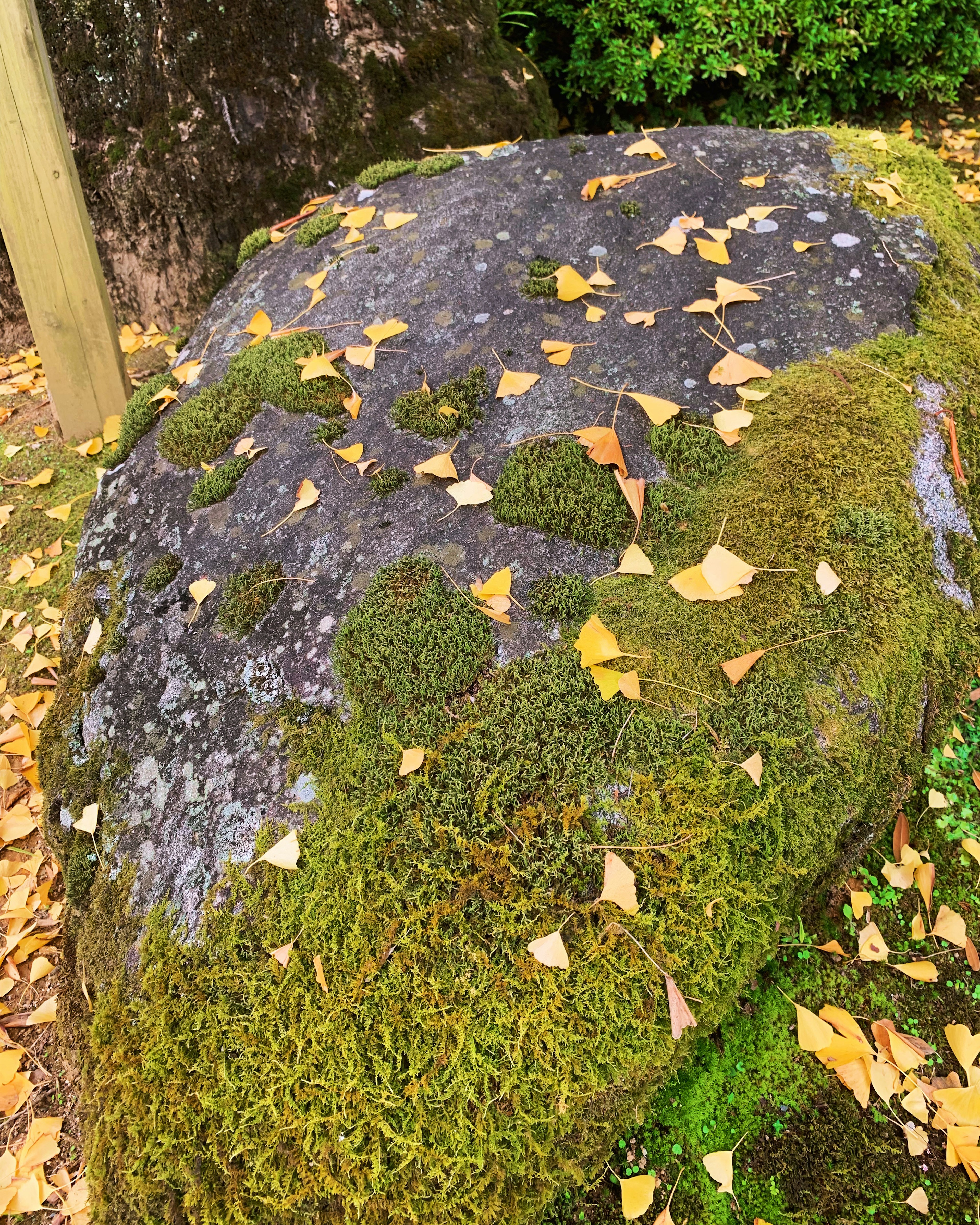 Moosbedeckter Stein mit verstreuten Herbstblättern in einer natürlichen Umgebung