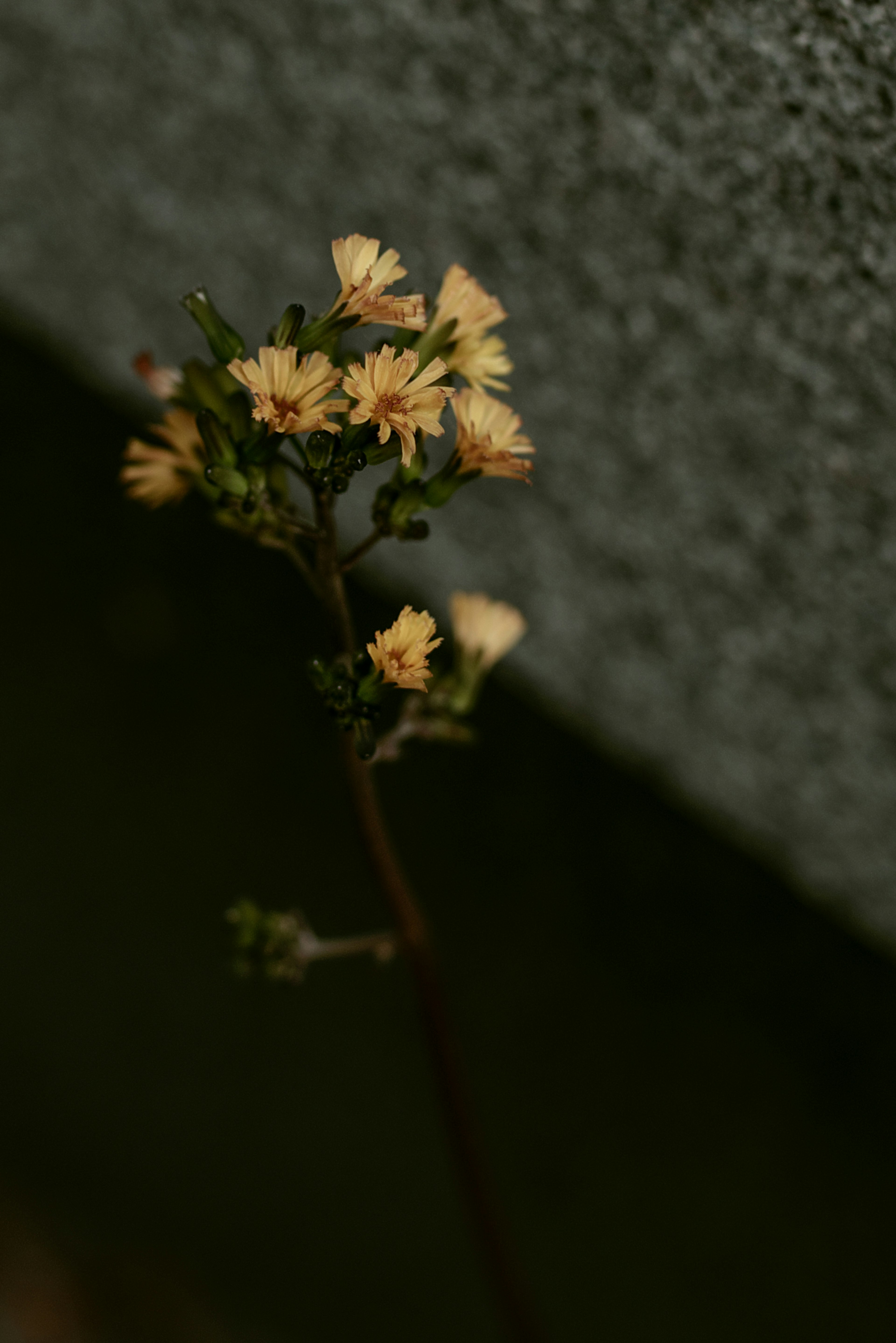 Petites fleurs jaunes fleurissant sur un fond sombre