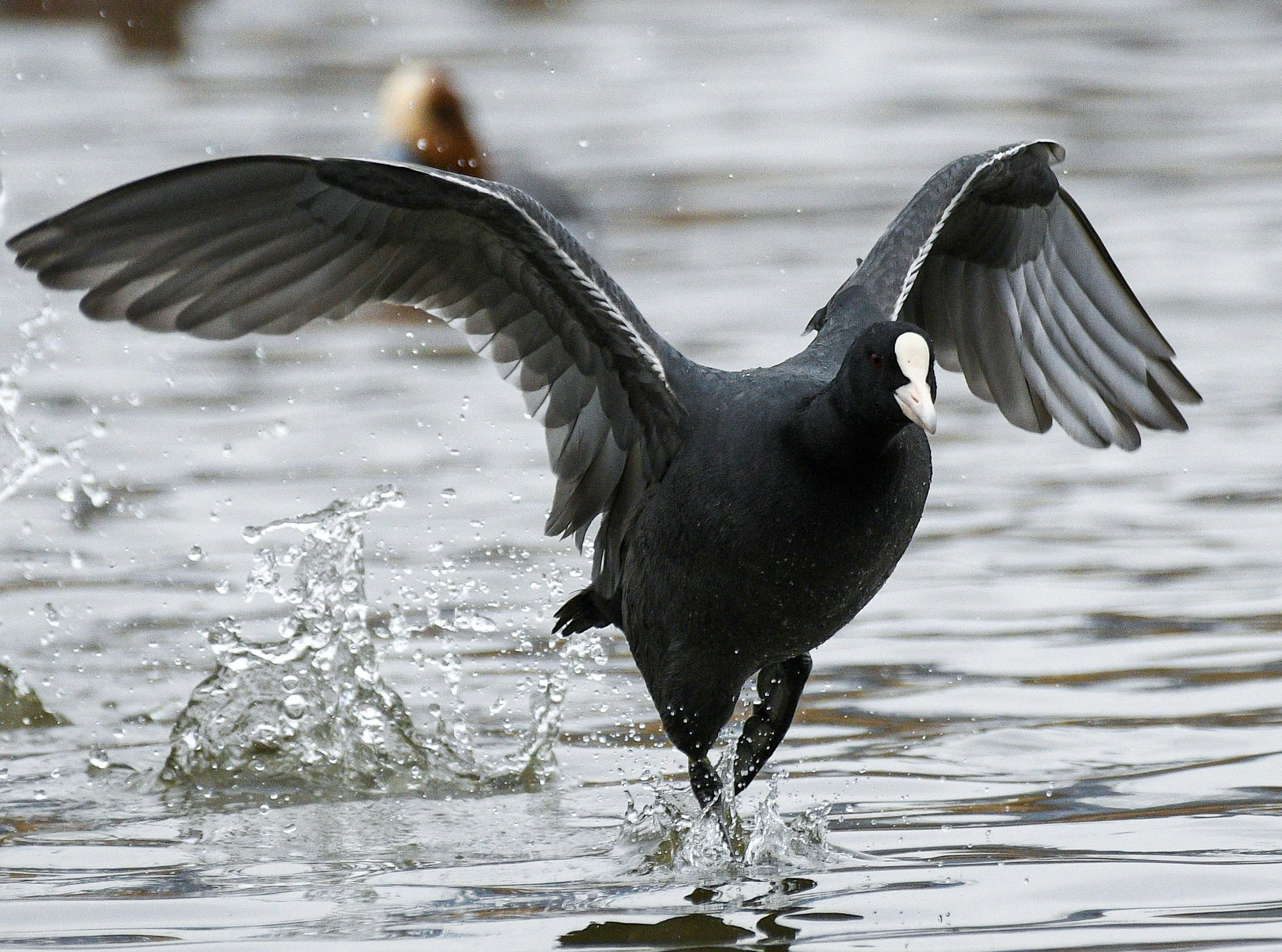 Un oiseau ressemblant à un foulque courant sur l'eau avec les ailes déployées