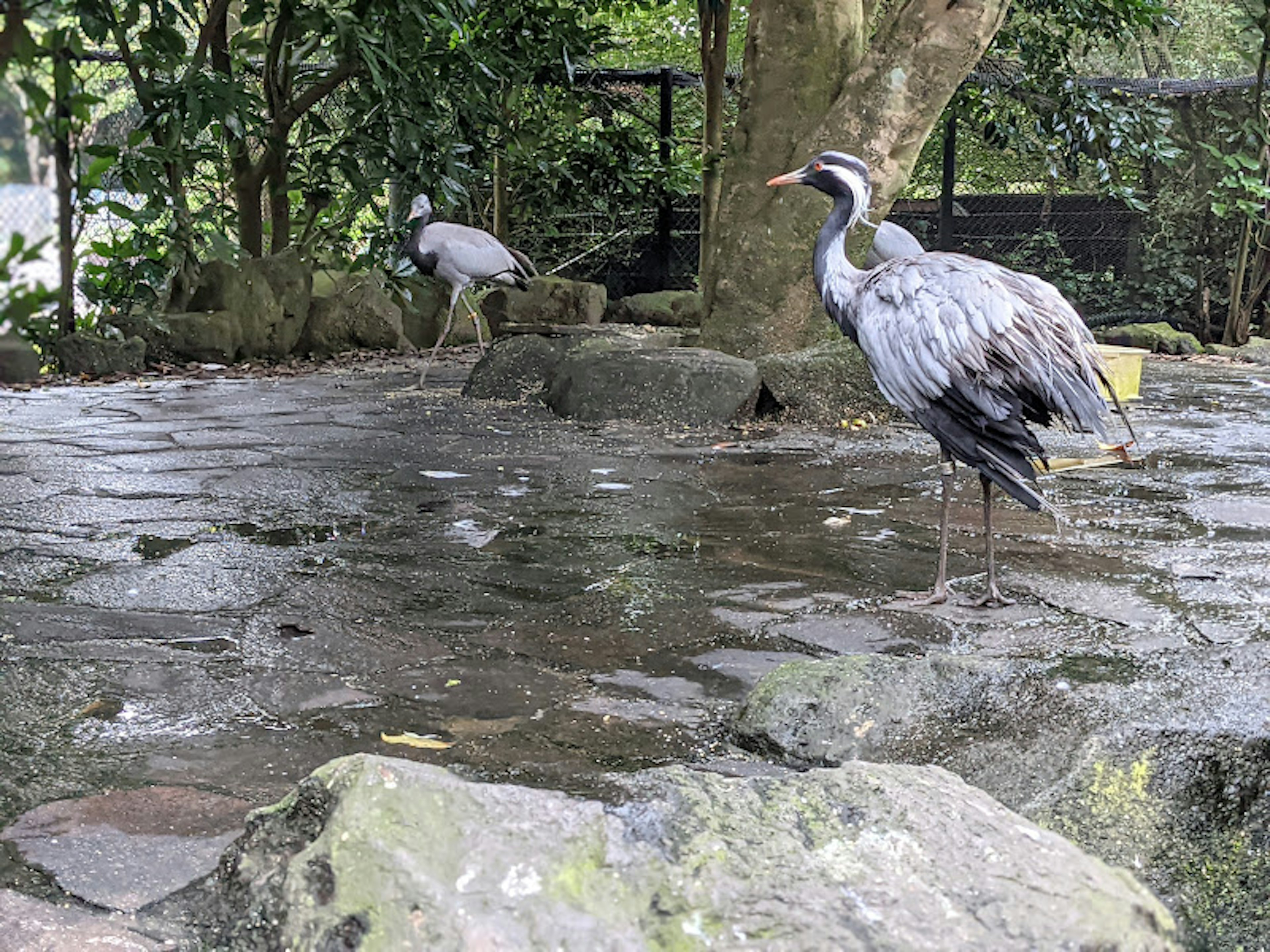 Two herons standing on stones in a lush green environment