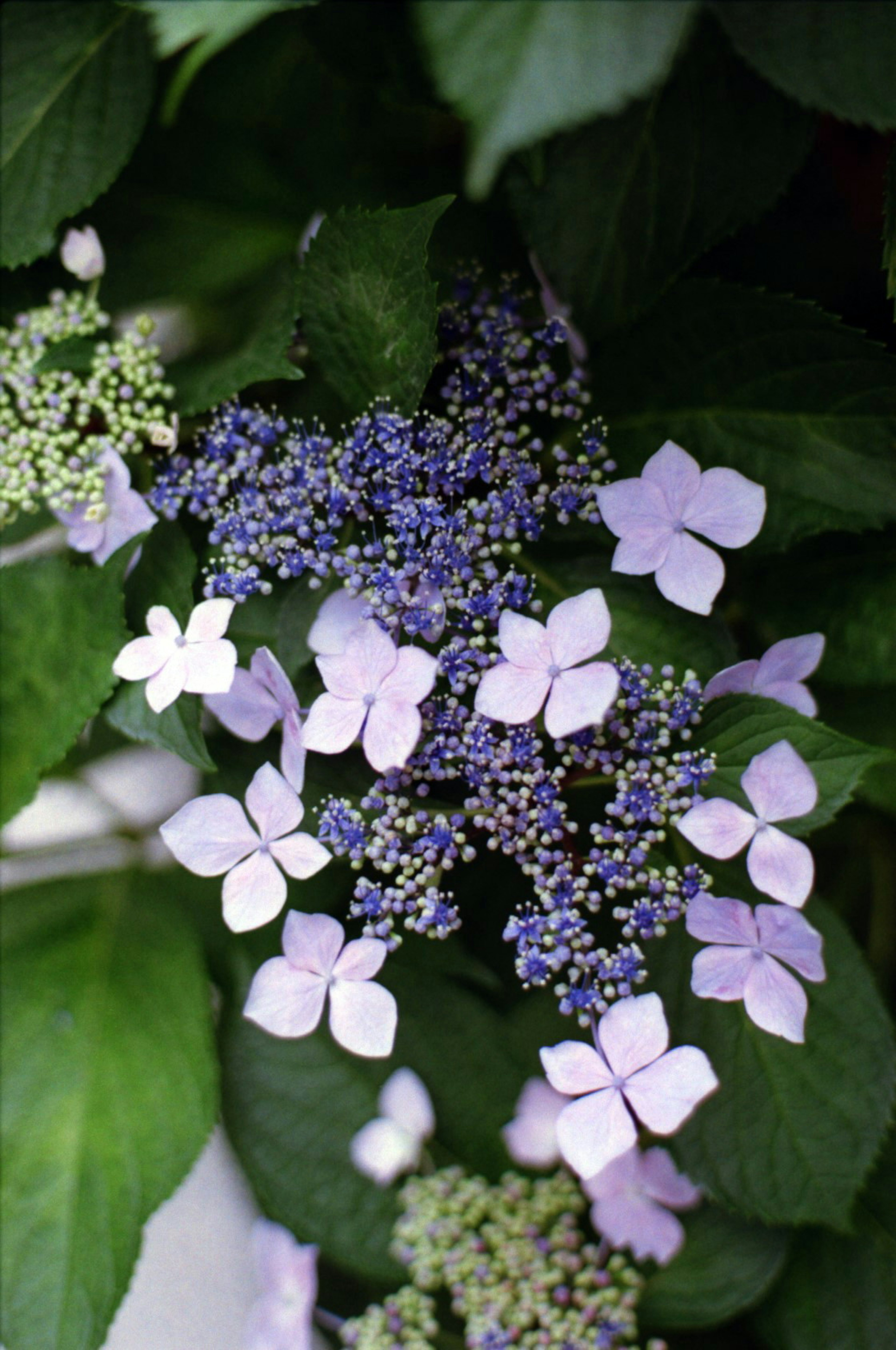 Schöner Hortensienstrauß mit blau-violetten und weißen Blumen