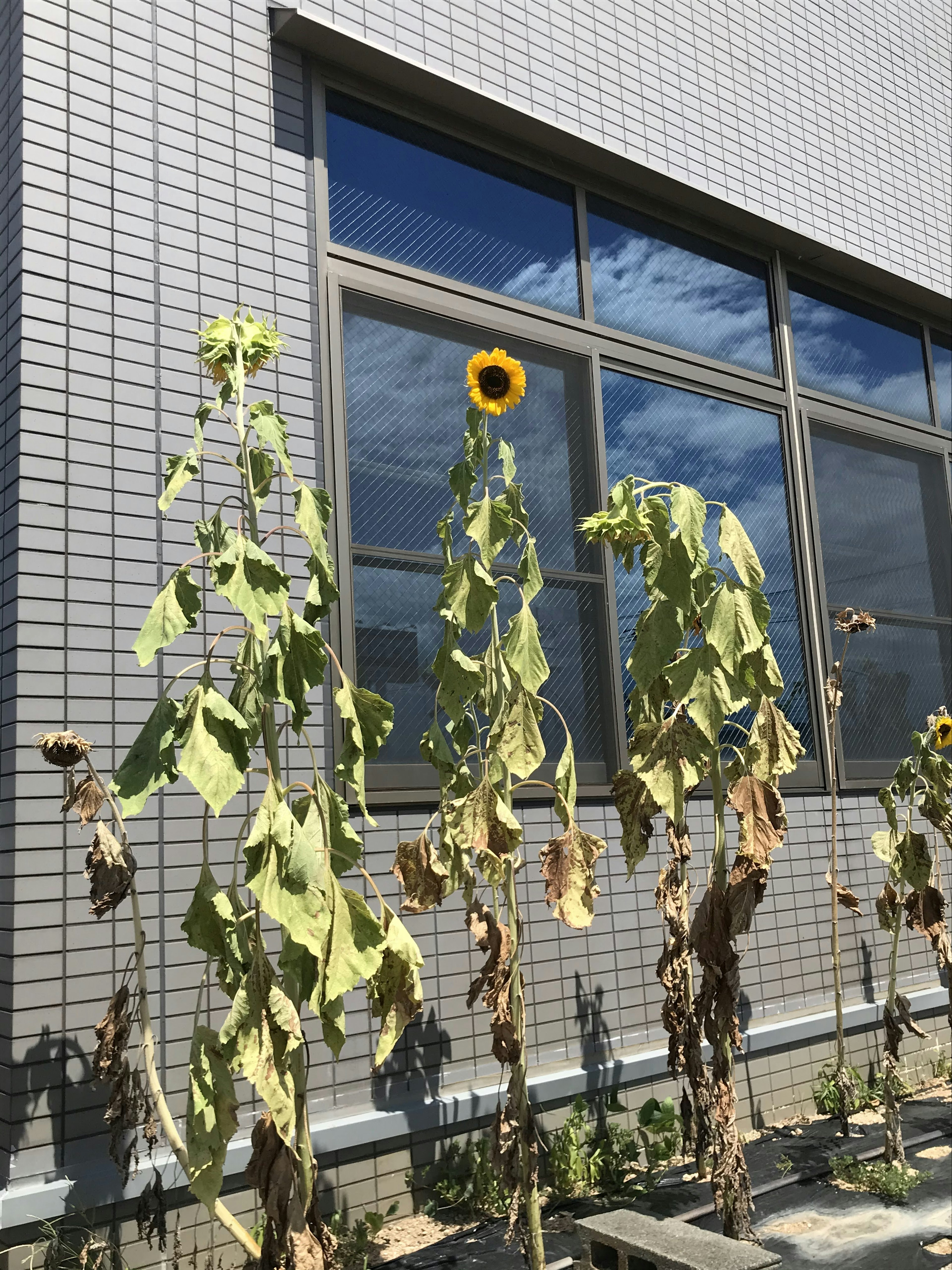 窓の前に立つ枯れたひまわりの植物と青い空