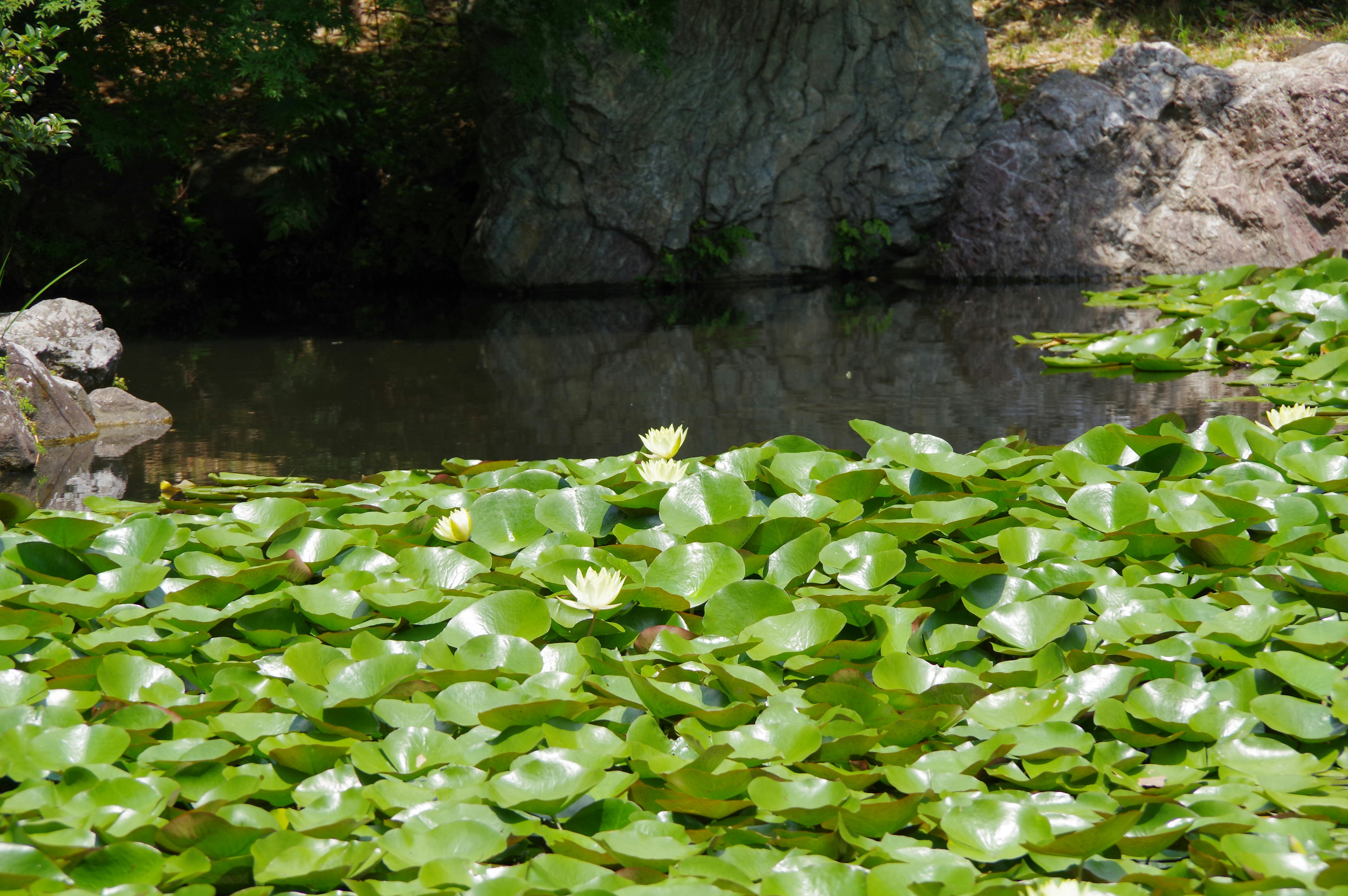 Nenúfares flotantes en un estanque con fondo rocoso