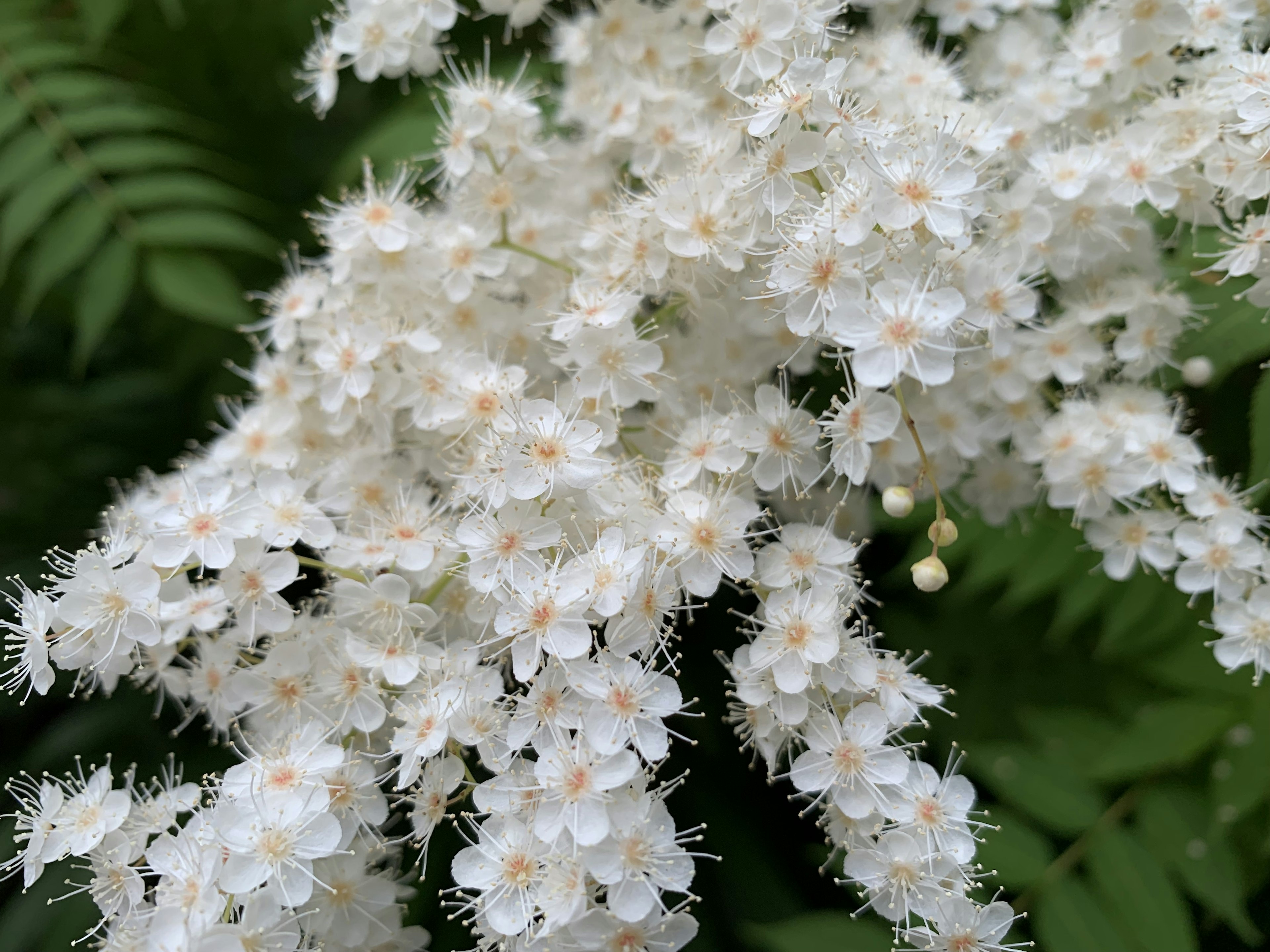 白い花が密集している美しい植物のクローズアップ