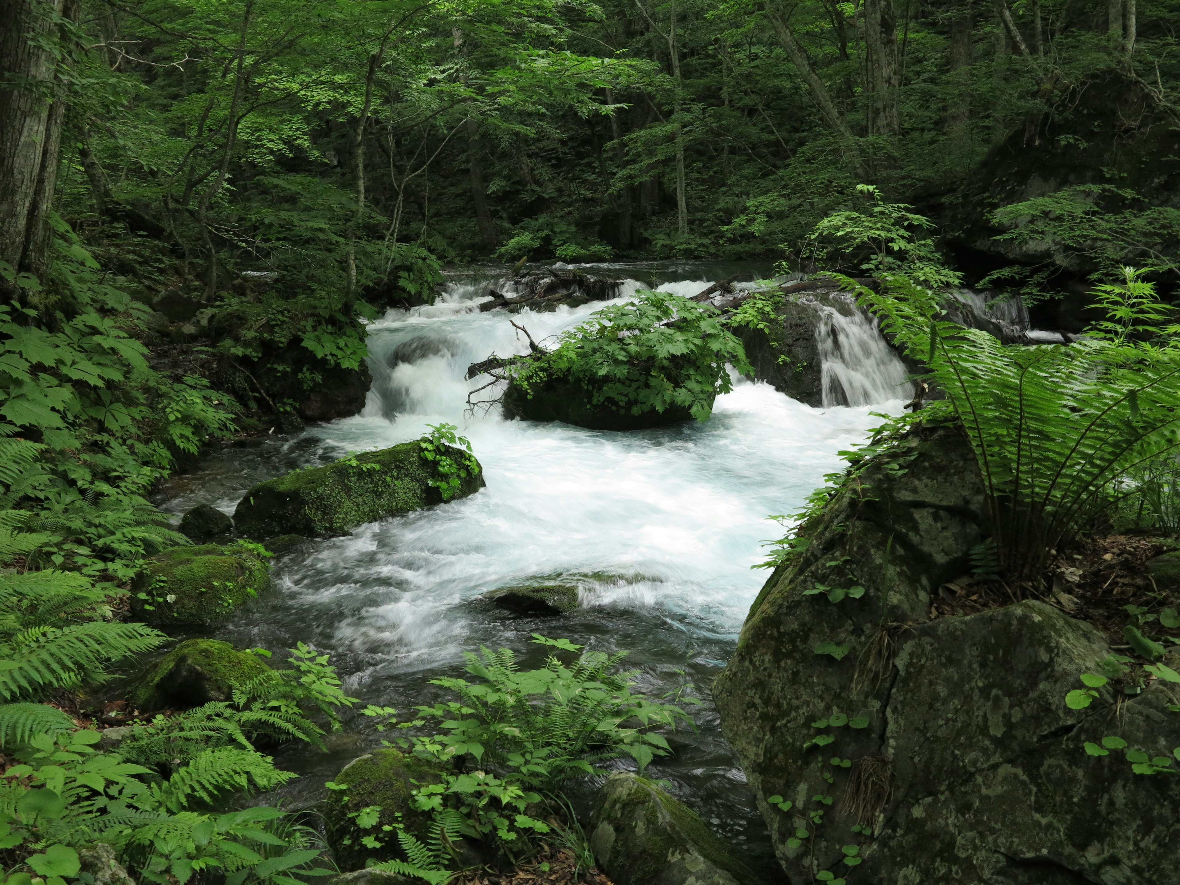 Ein fließender Fluss umgeben von üppiger Vegetation und Steinen