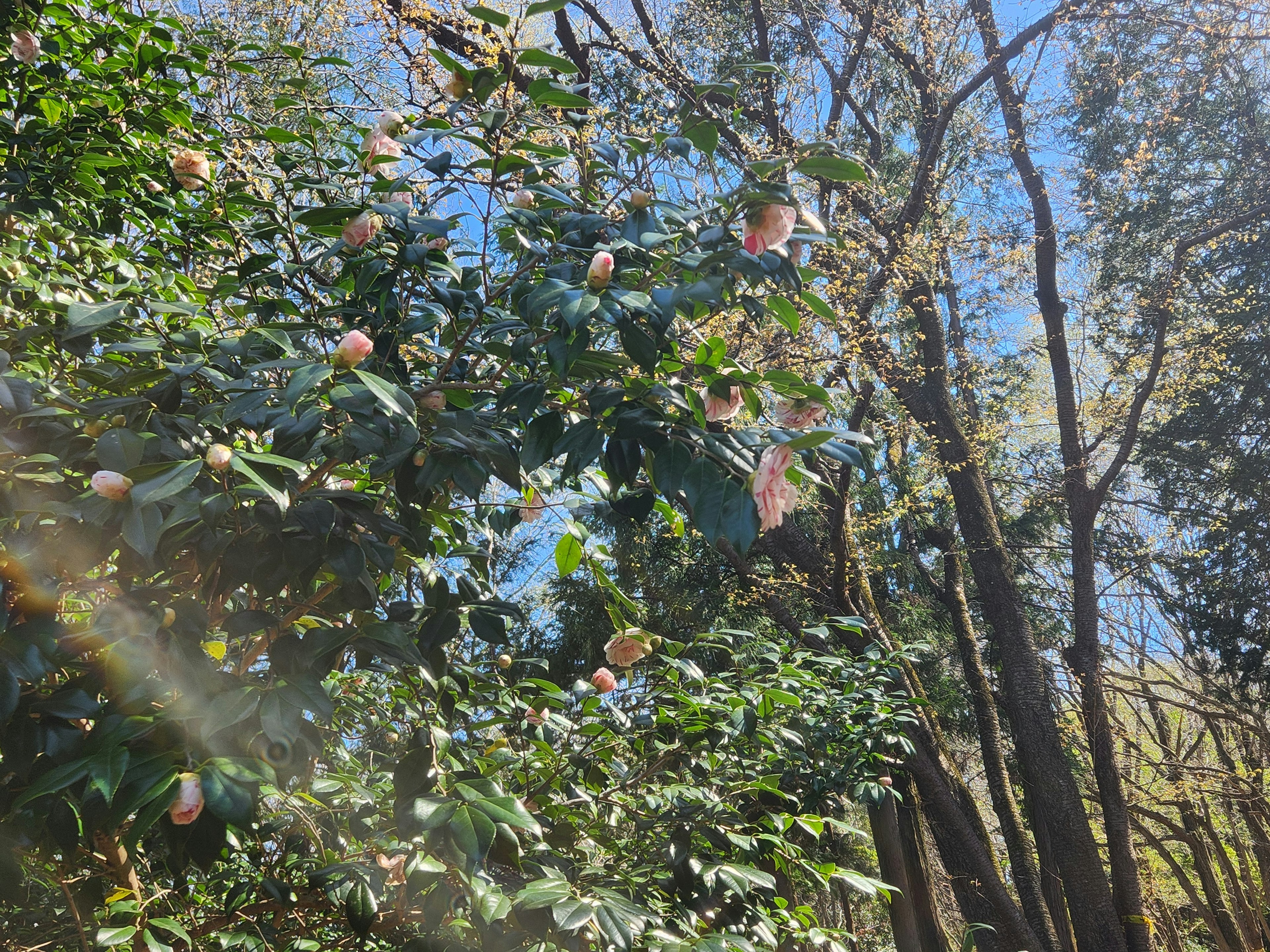 Landscape of trees with blooming flowers under a blue sky