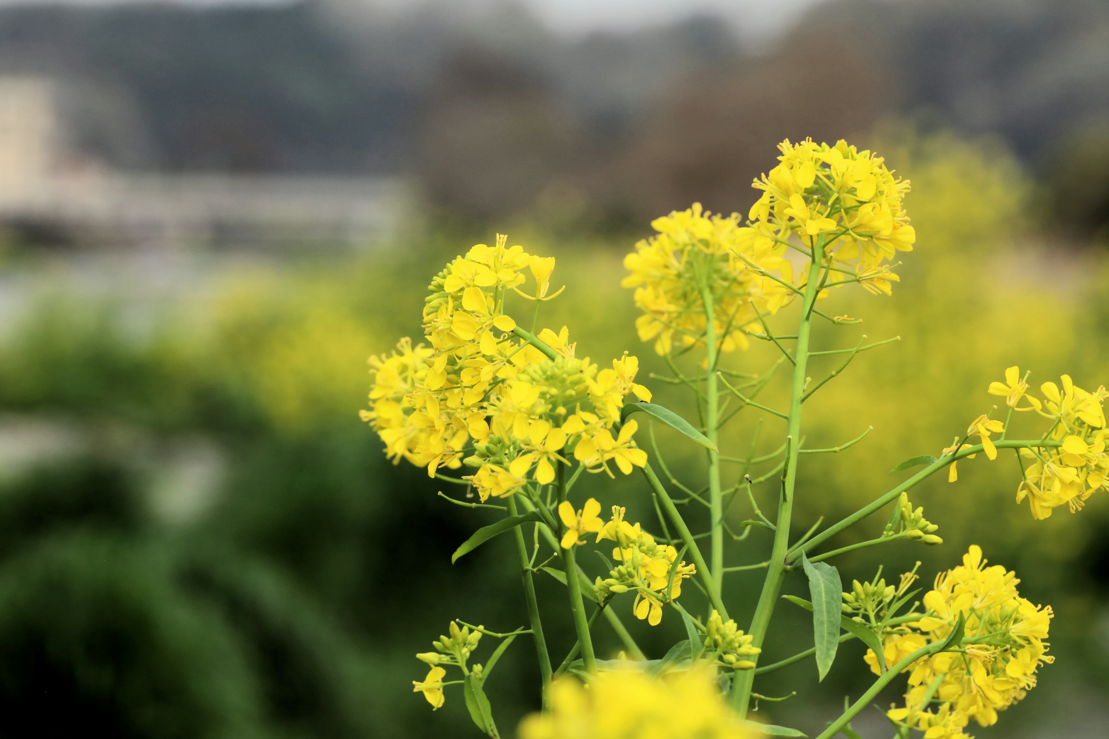 Primer plano de flores de colza amarillas con fondo desenfocado