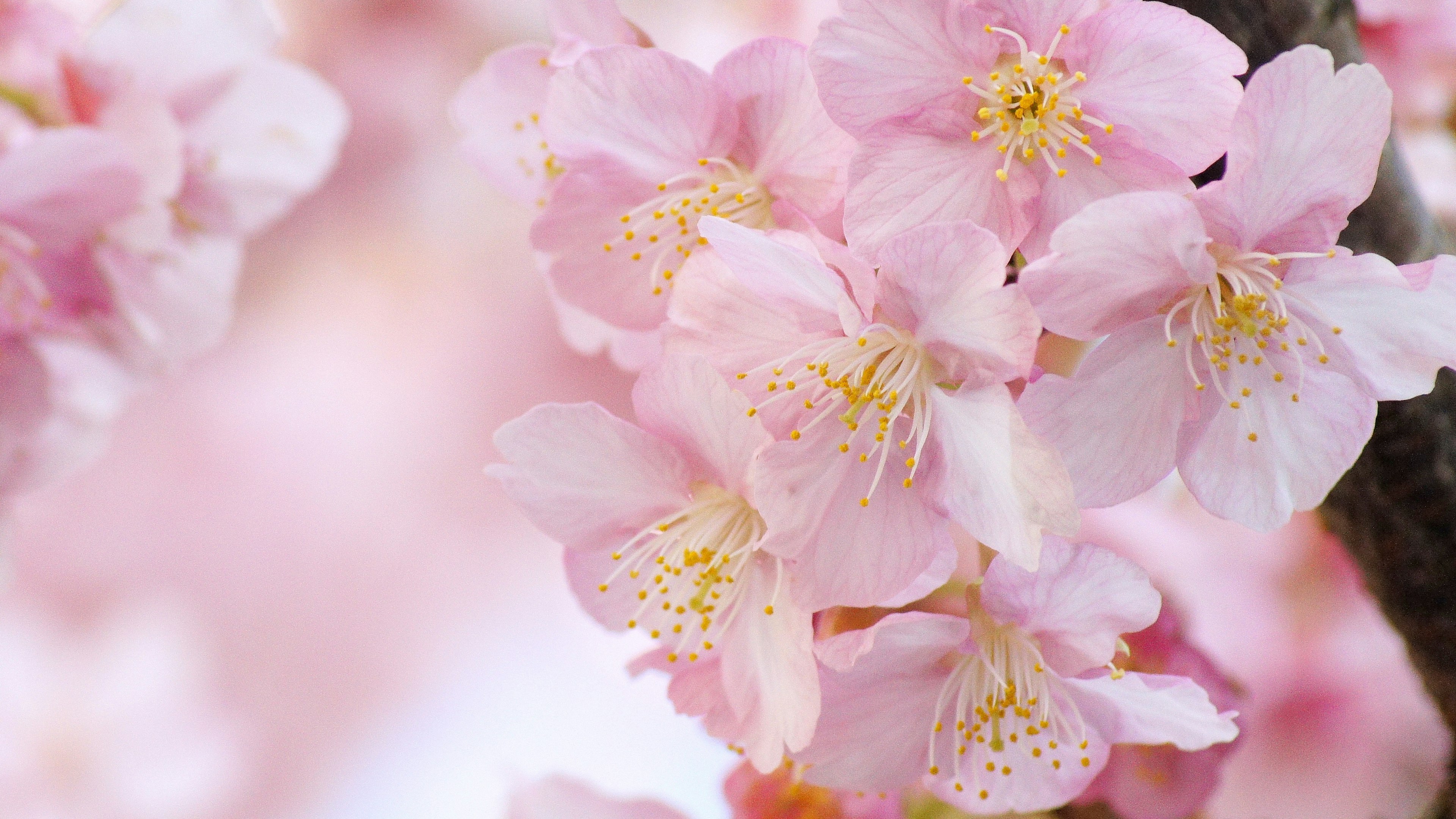 Acercamiento de flores de cerezo en suaves tonos de rosa