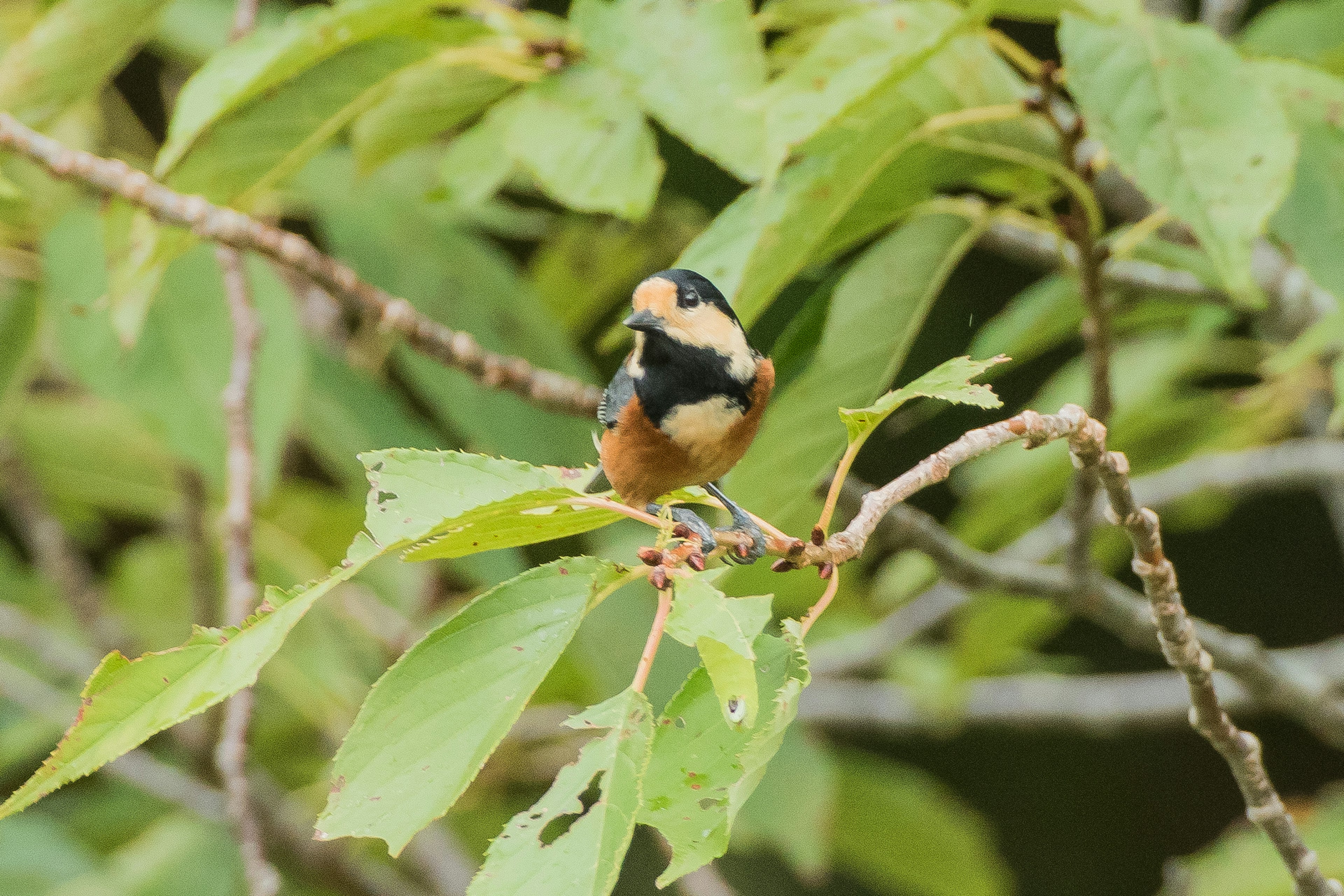 A small bird perched on green leaves