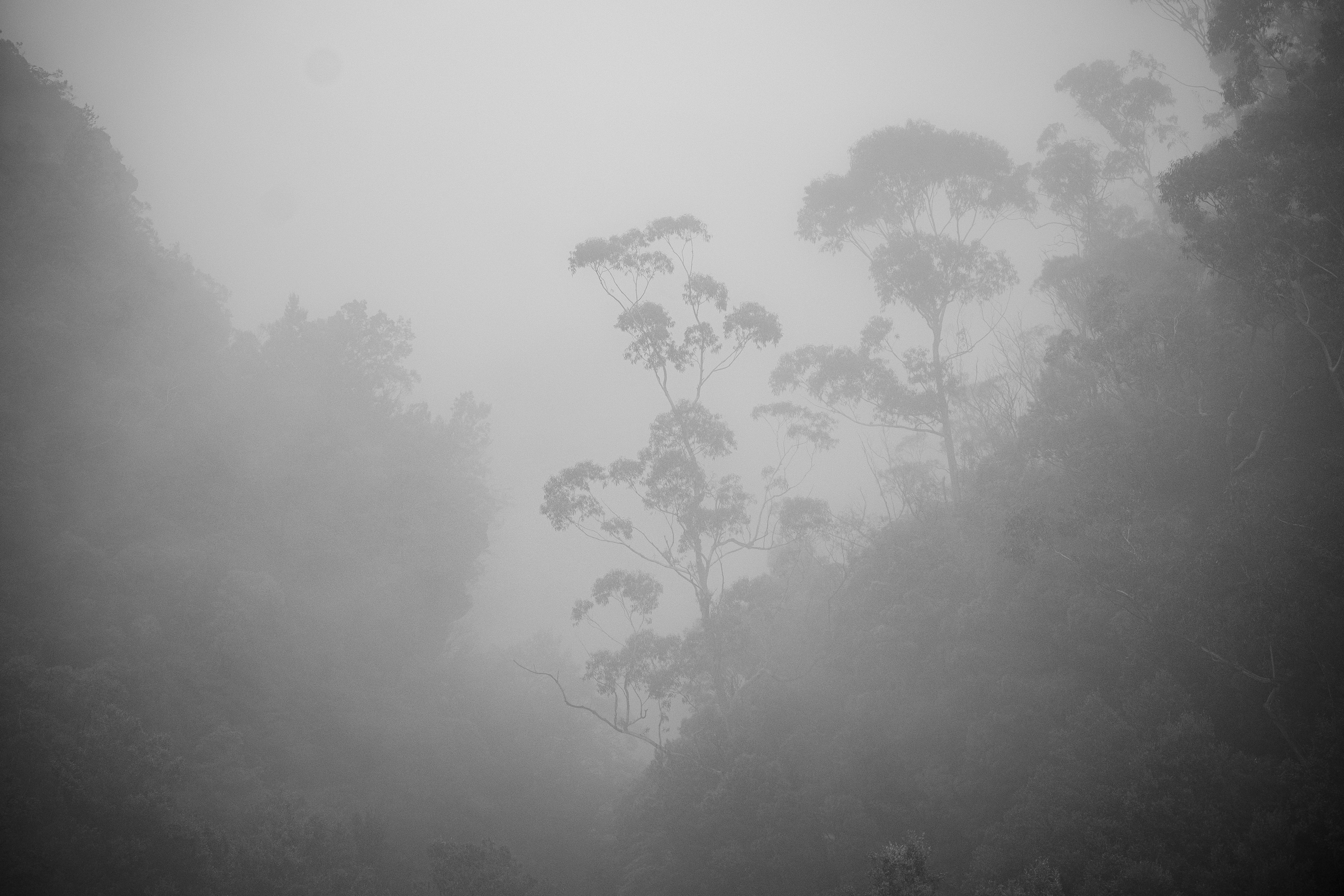 Paisaje forestal brumoso con árboles apenas visibles