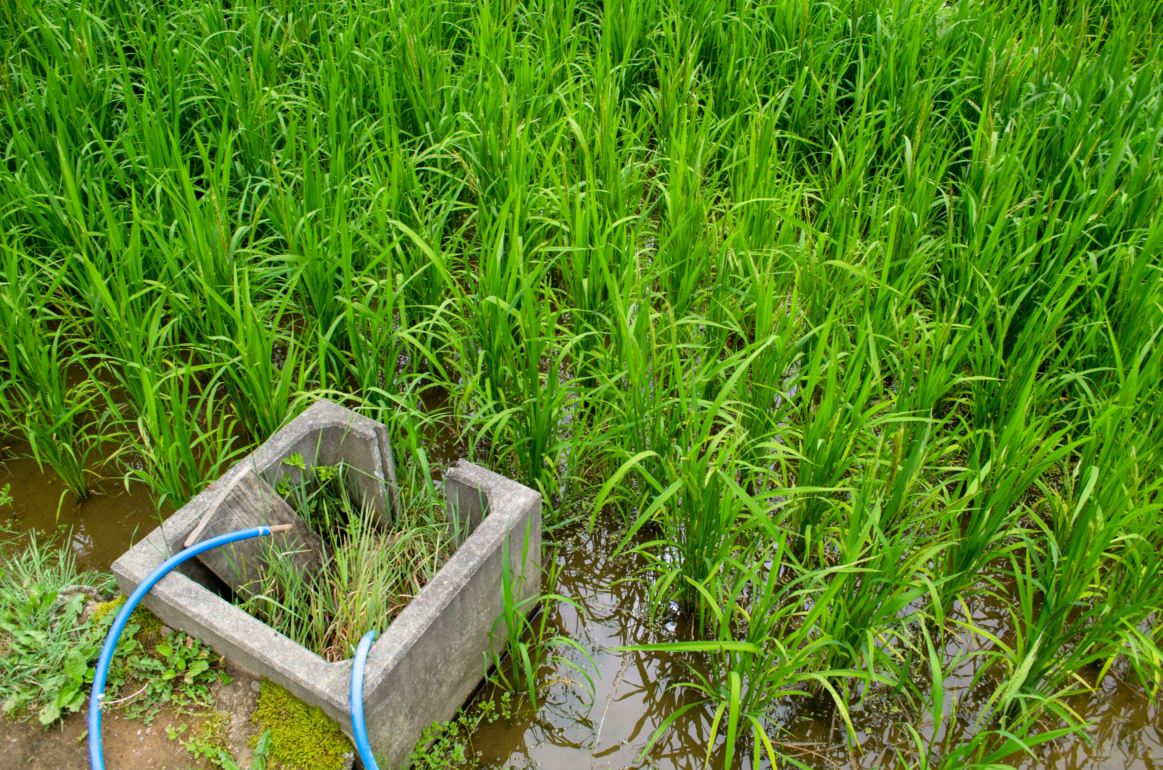 Lush green rice plants in a paddy field with a concrete water container