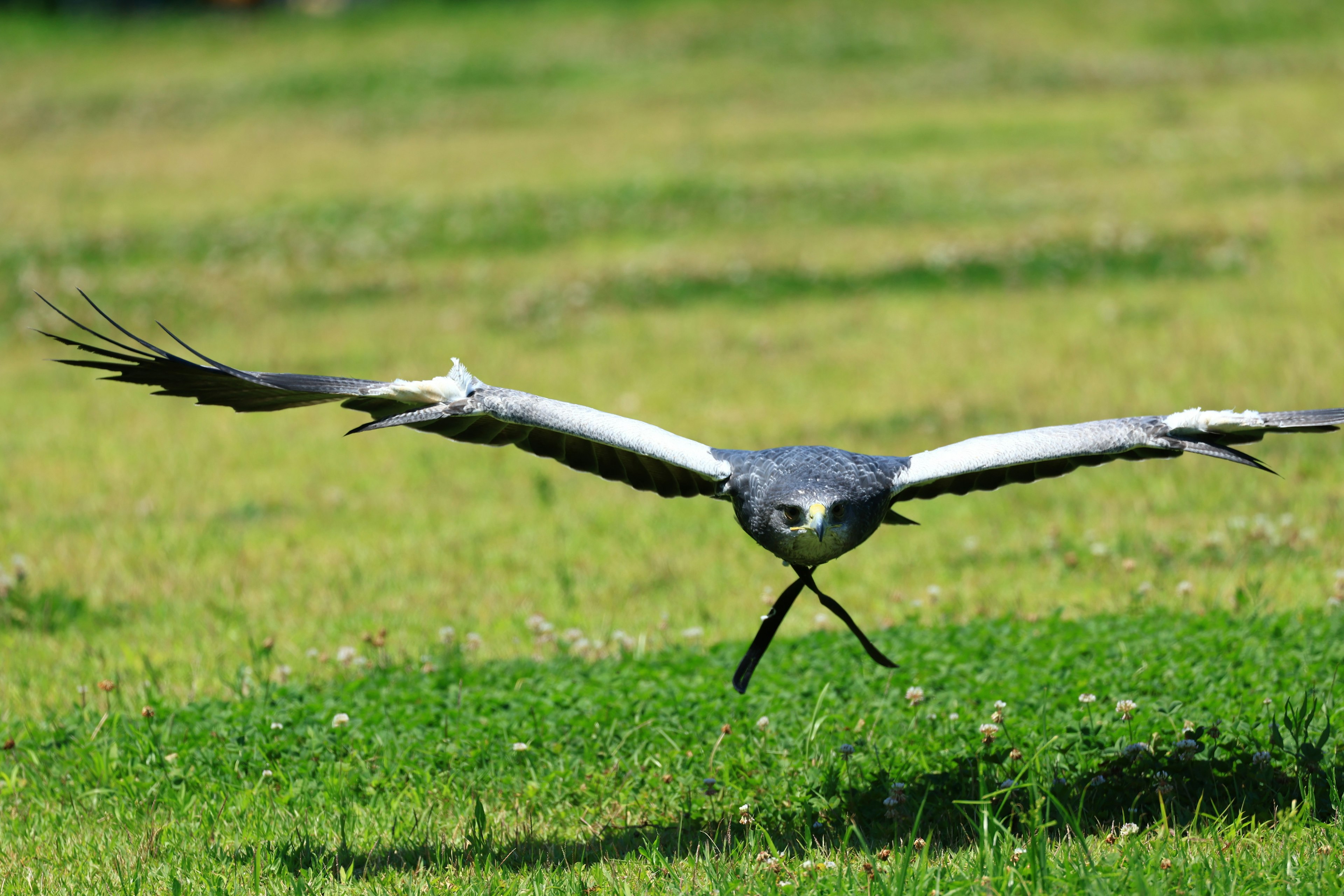 A large bird flying over a grassy field The bird has contrasting black and white wings with lush green grass below