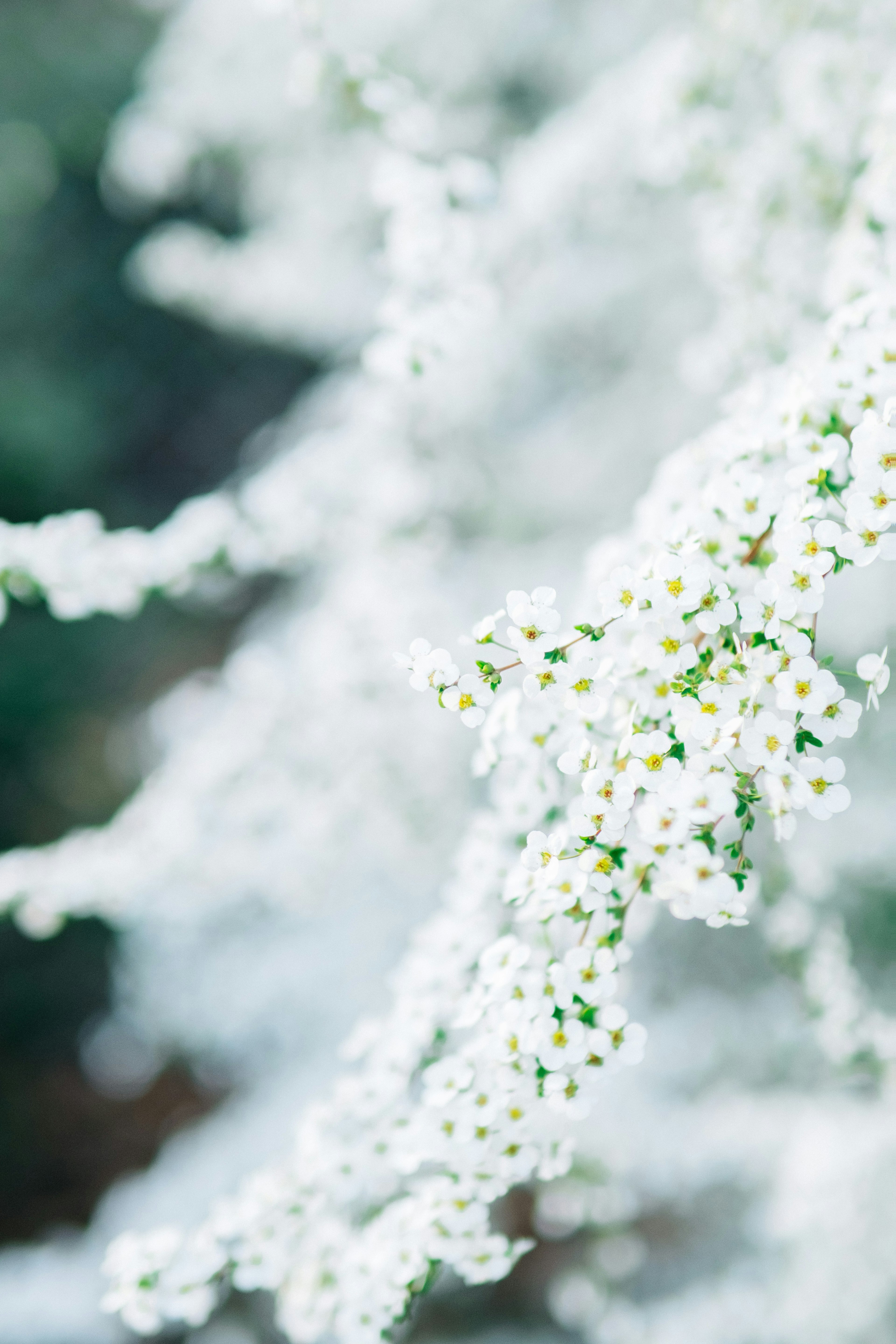 特写的植物，白色花朵和绿色叶子