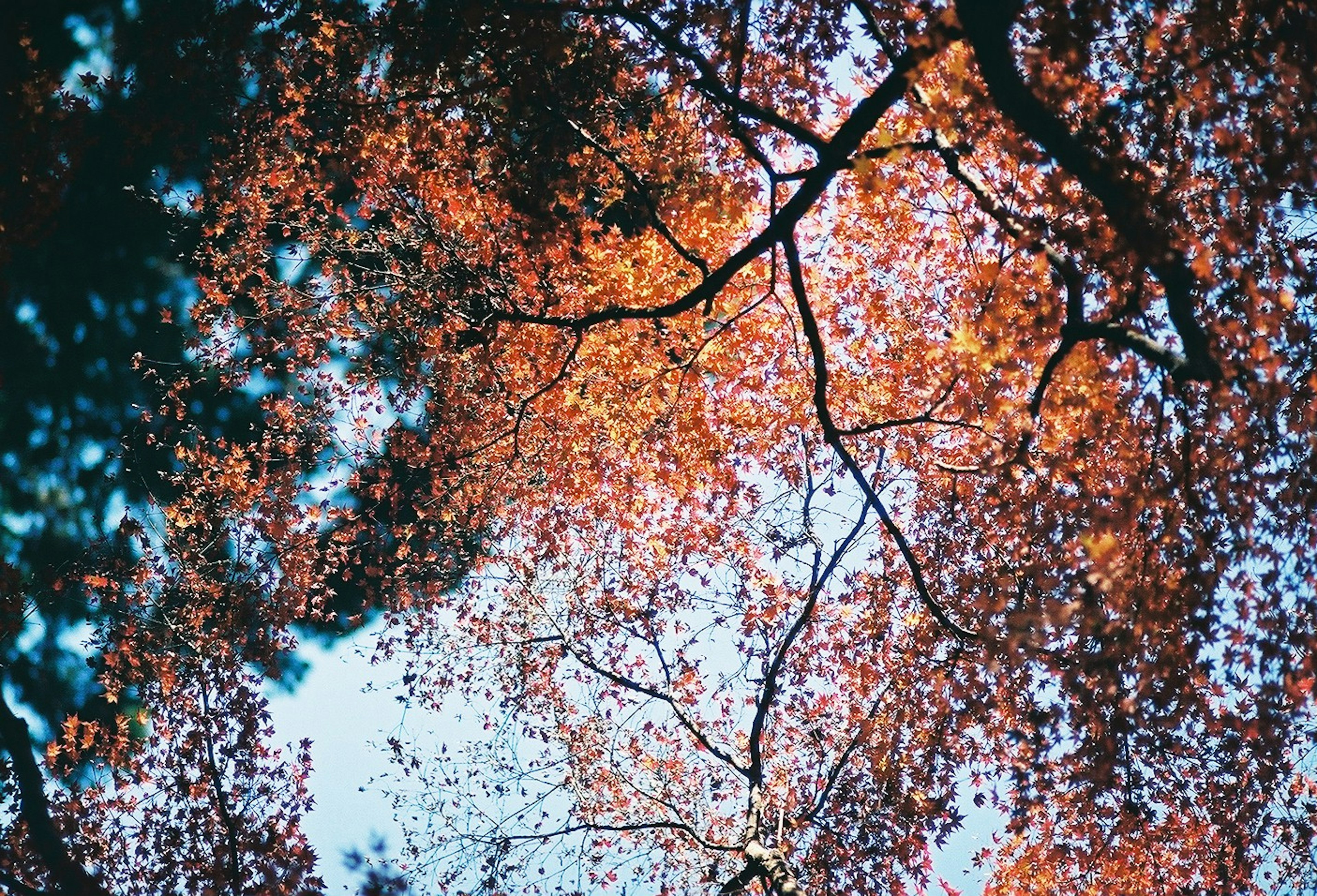 秋の葉が青空の下に広がる木の天井