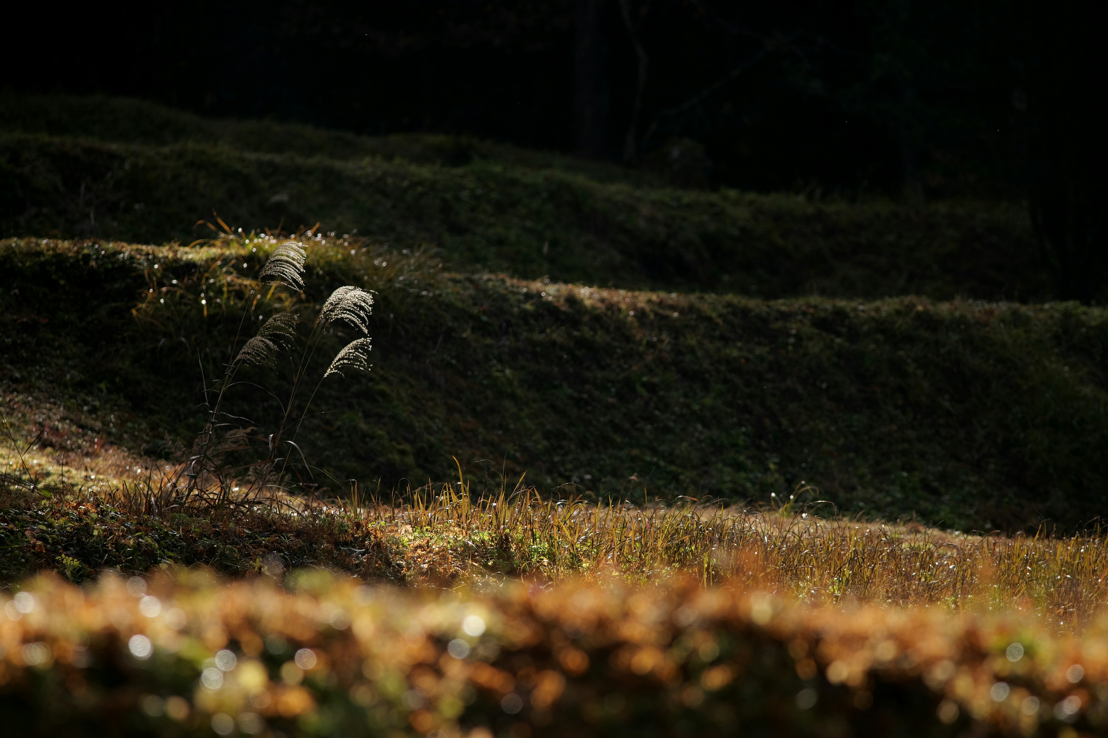 Lush terraced fields with golden grass under a dark backdrop