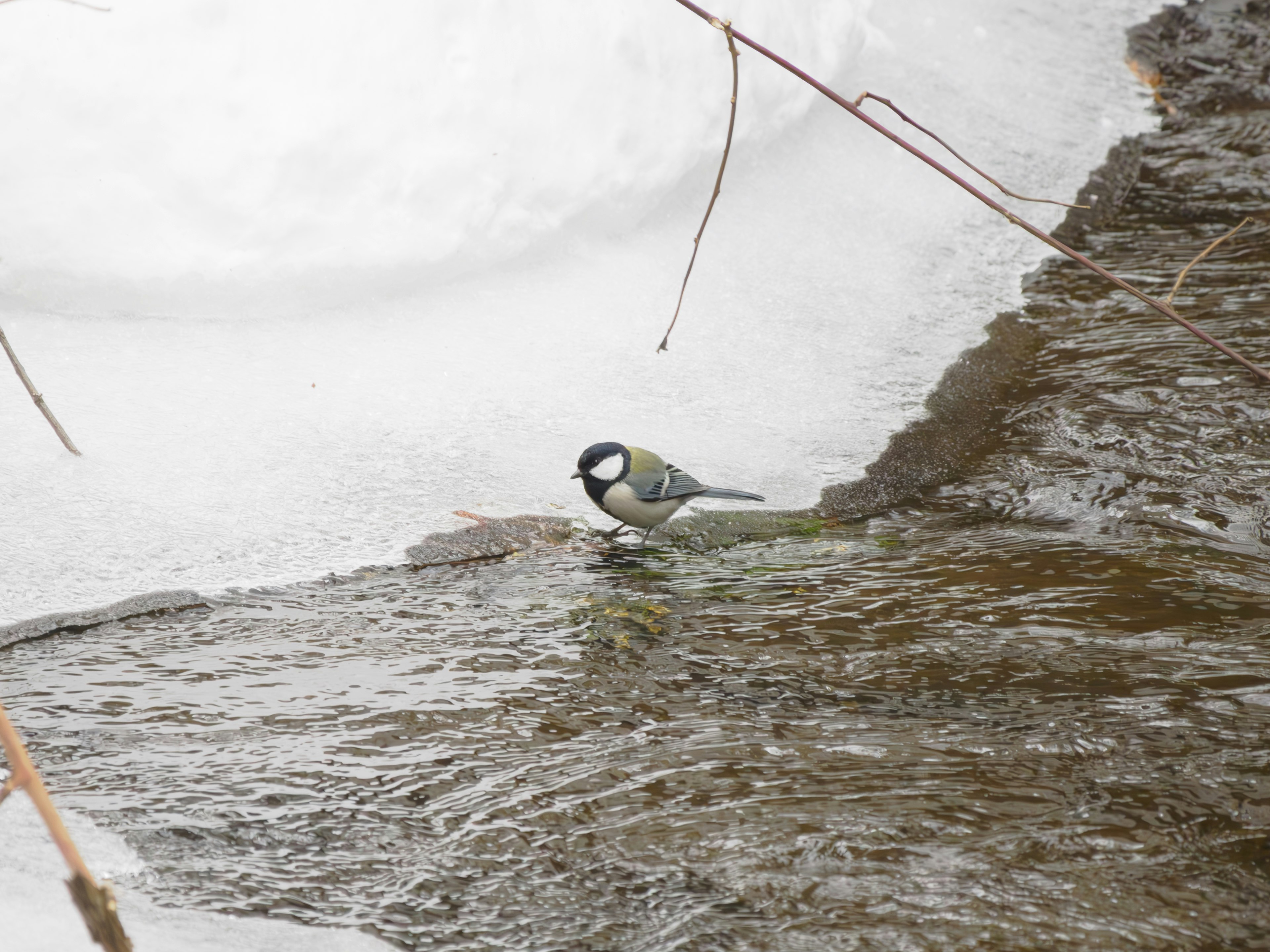 Un petit oiseau près d'un ruisseau recouvert de neige