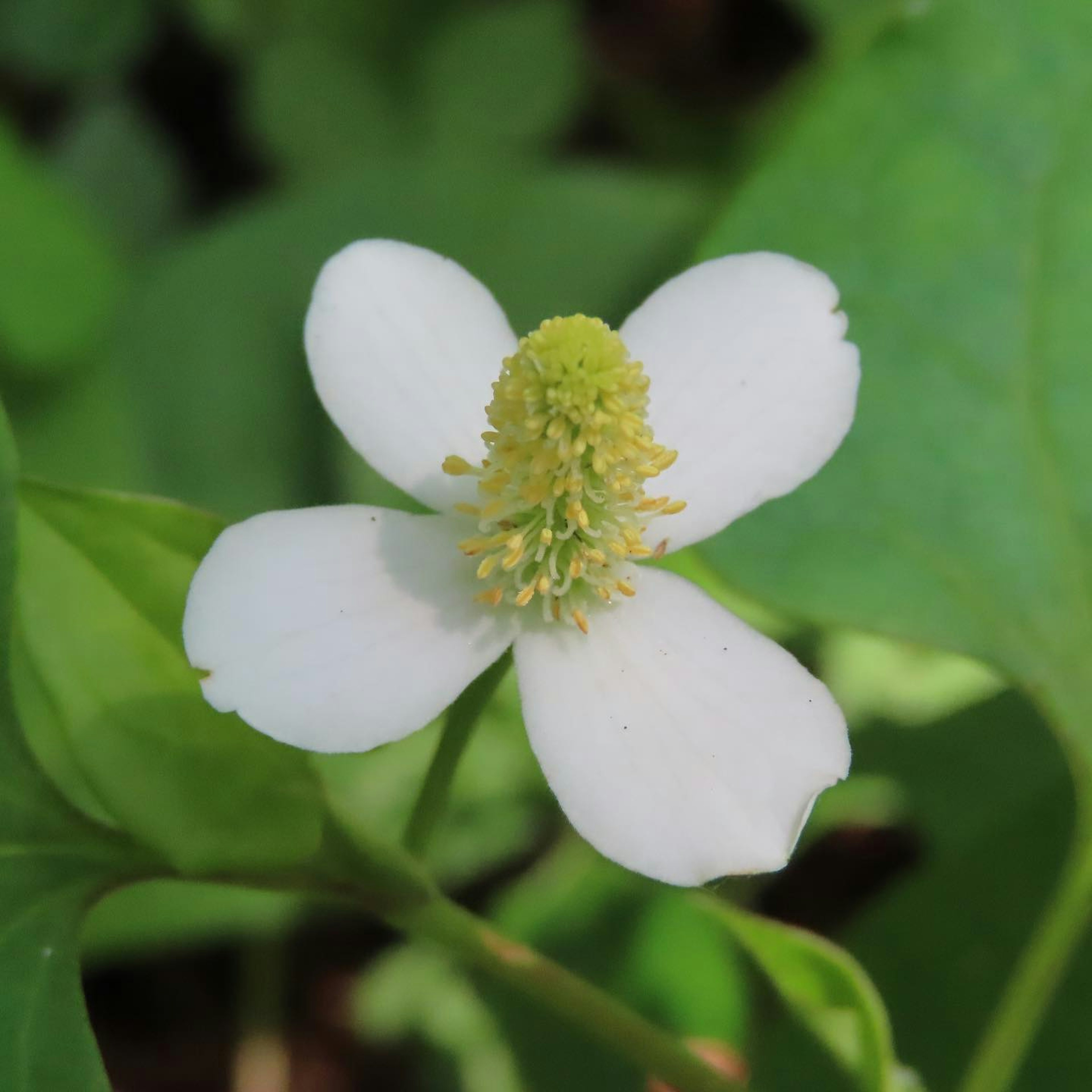 A white flower with green center on an aquatic plant