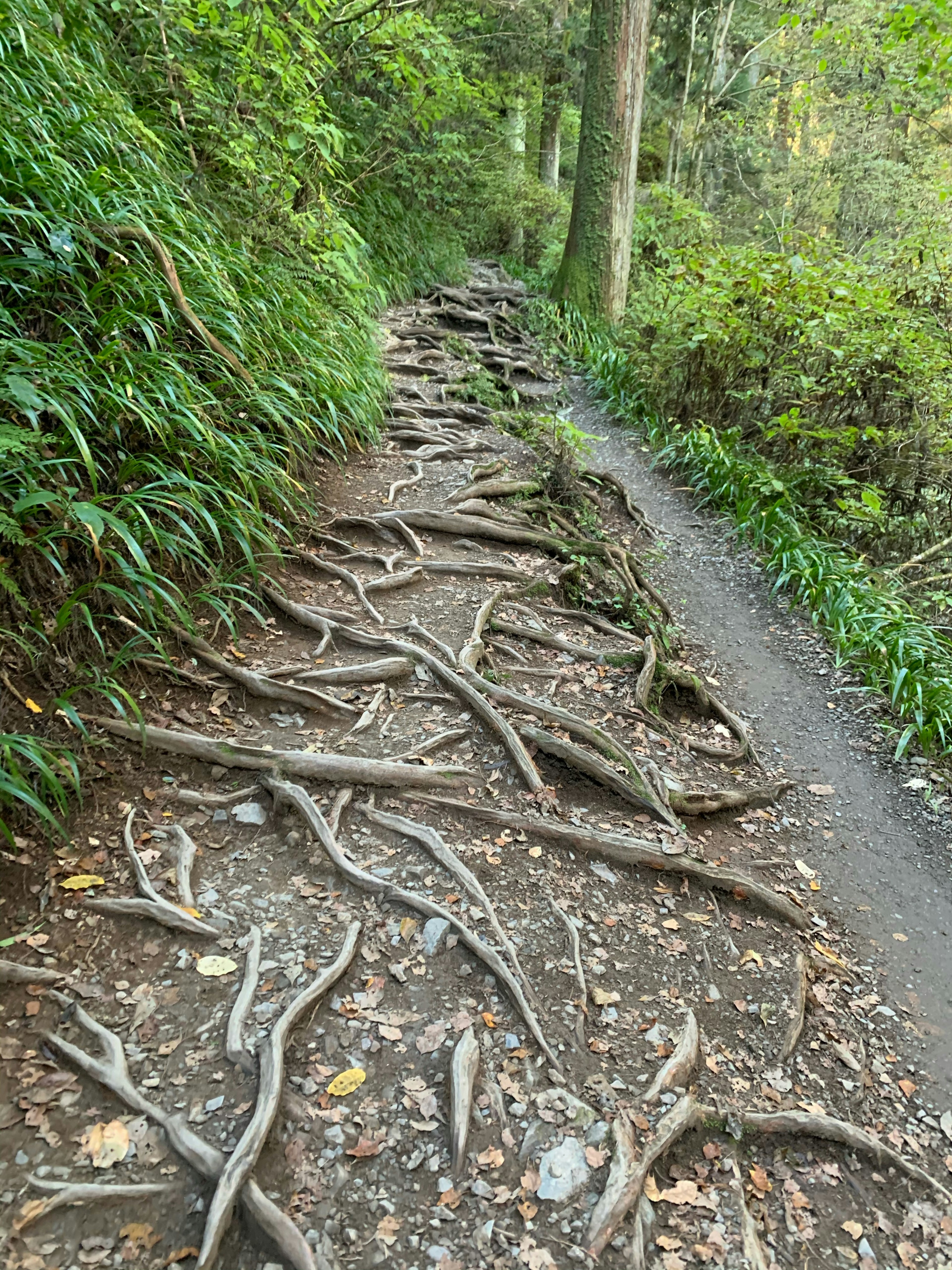 木の根が絡まる自然の小道 緑豊かな植物に囲まれた風景