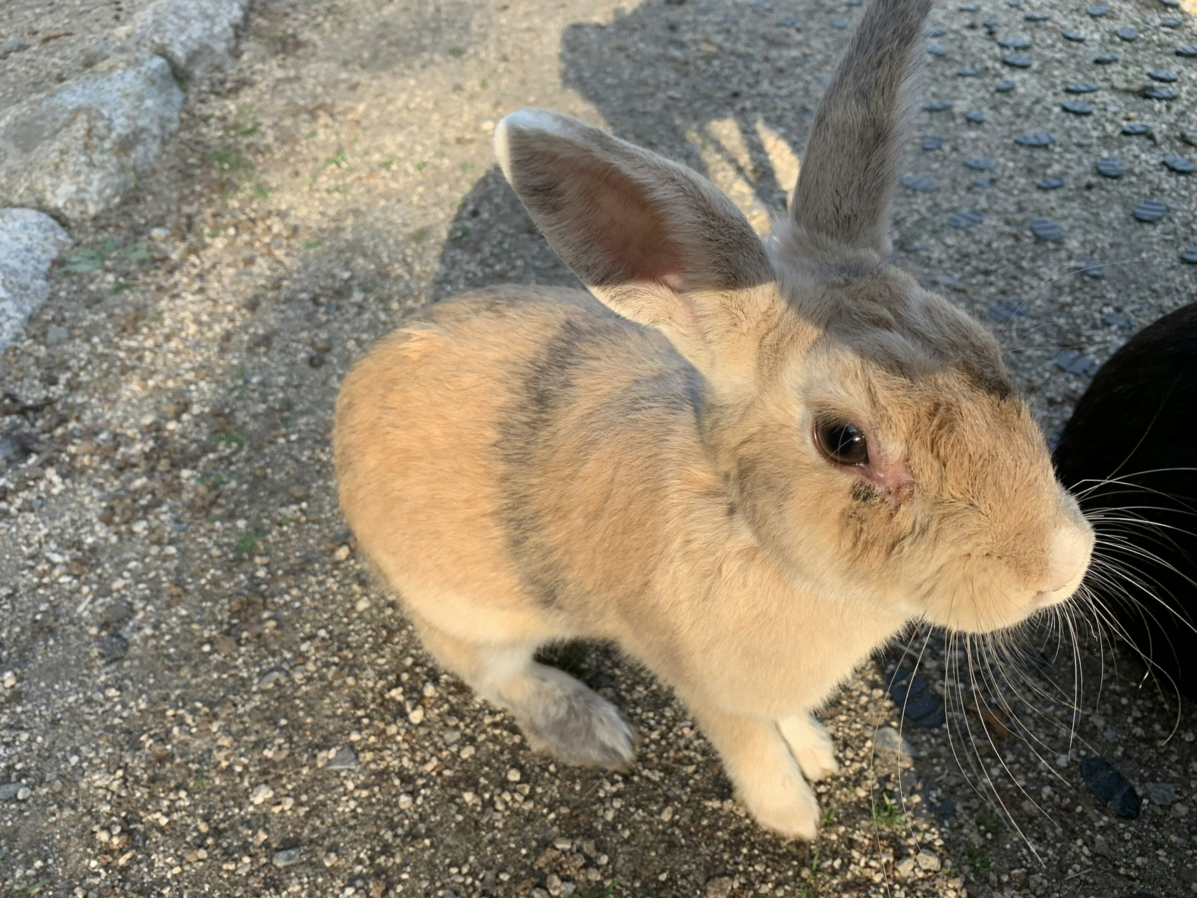 Piccolo coniglio con pelo grigio e marrone seduto a terra