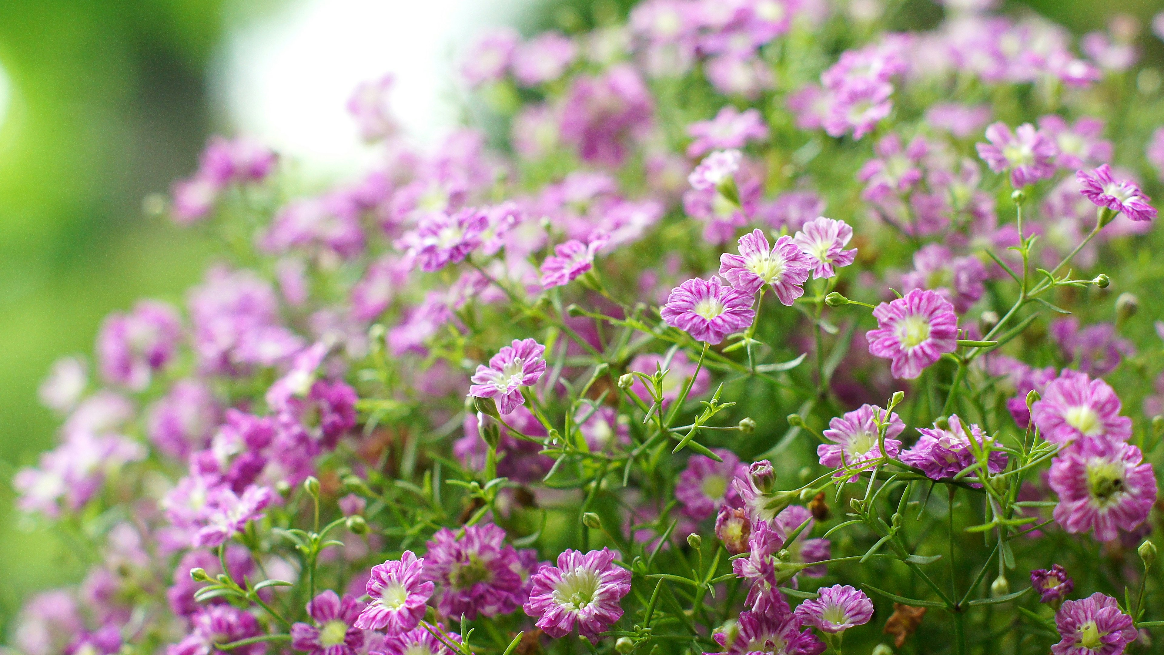 Acercamiento de flores moradas vibrantes que florecen en una planta