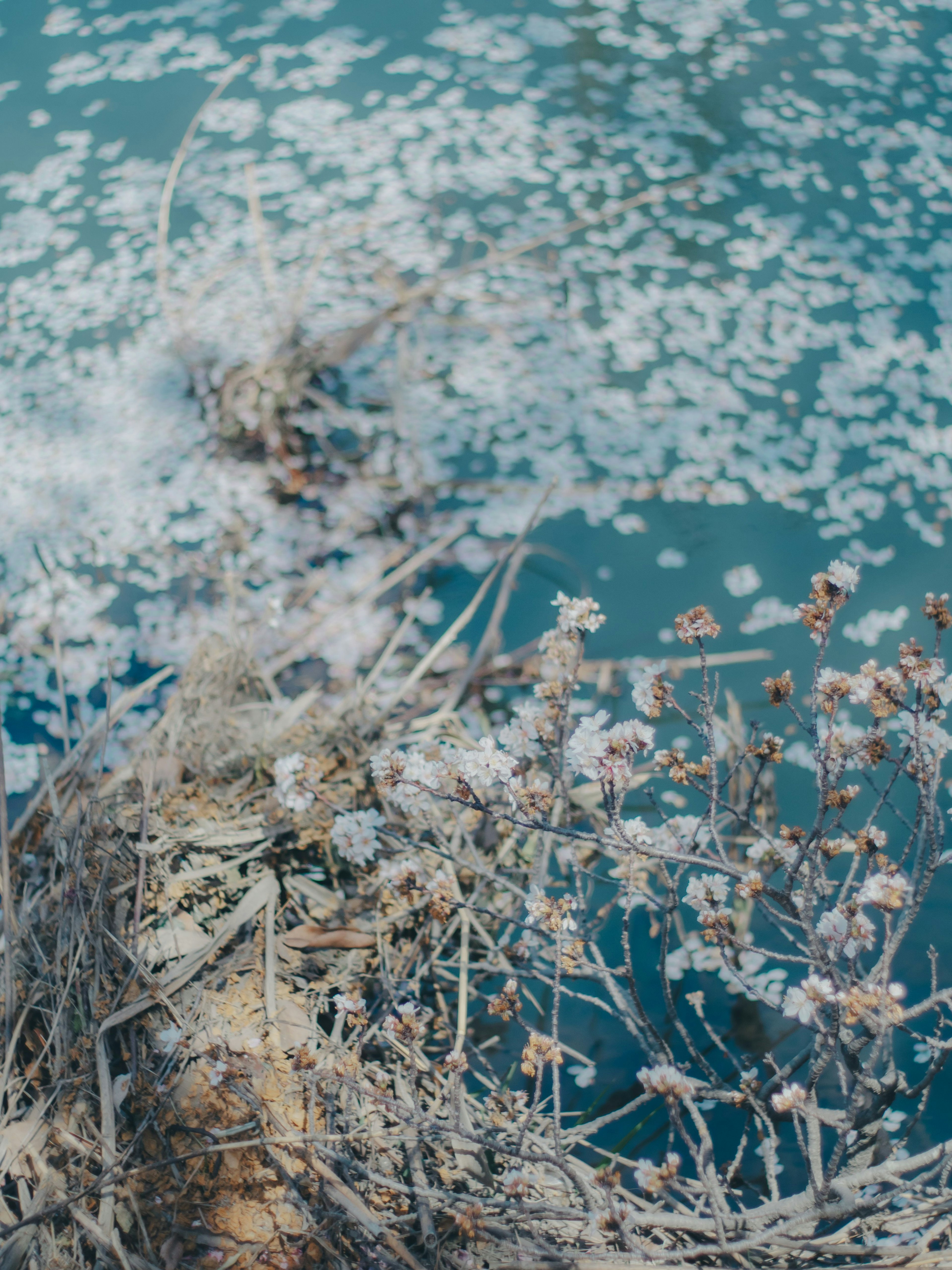 Gros plan de plantes et de pétales flottant à la surface de l'eau