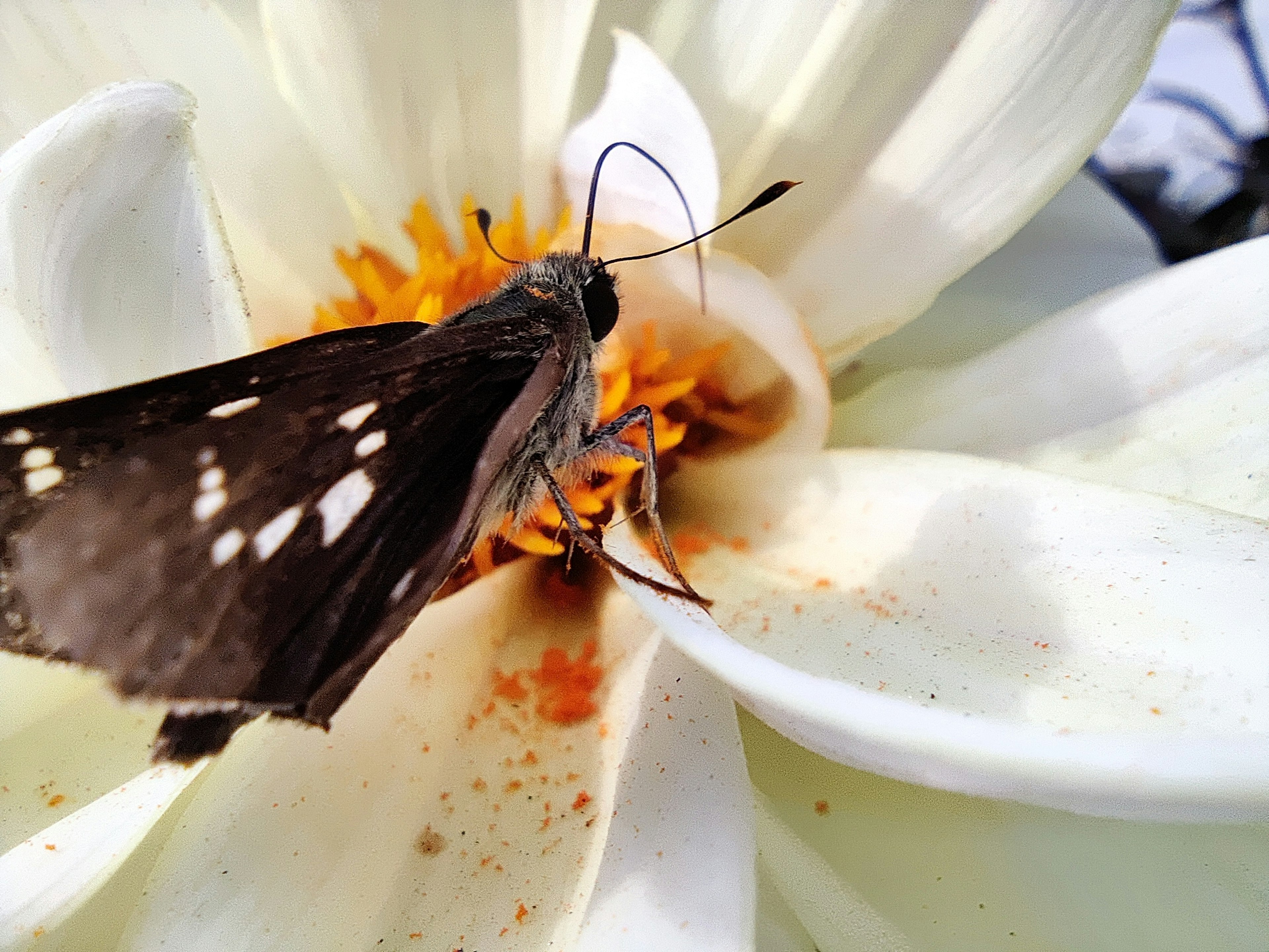 Una mariposa negra posada sobre una flor blanca