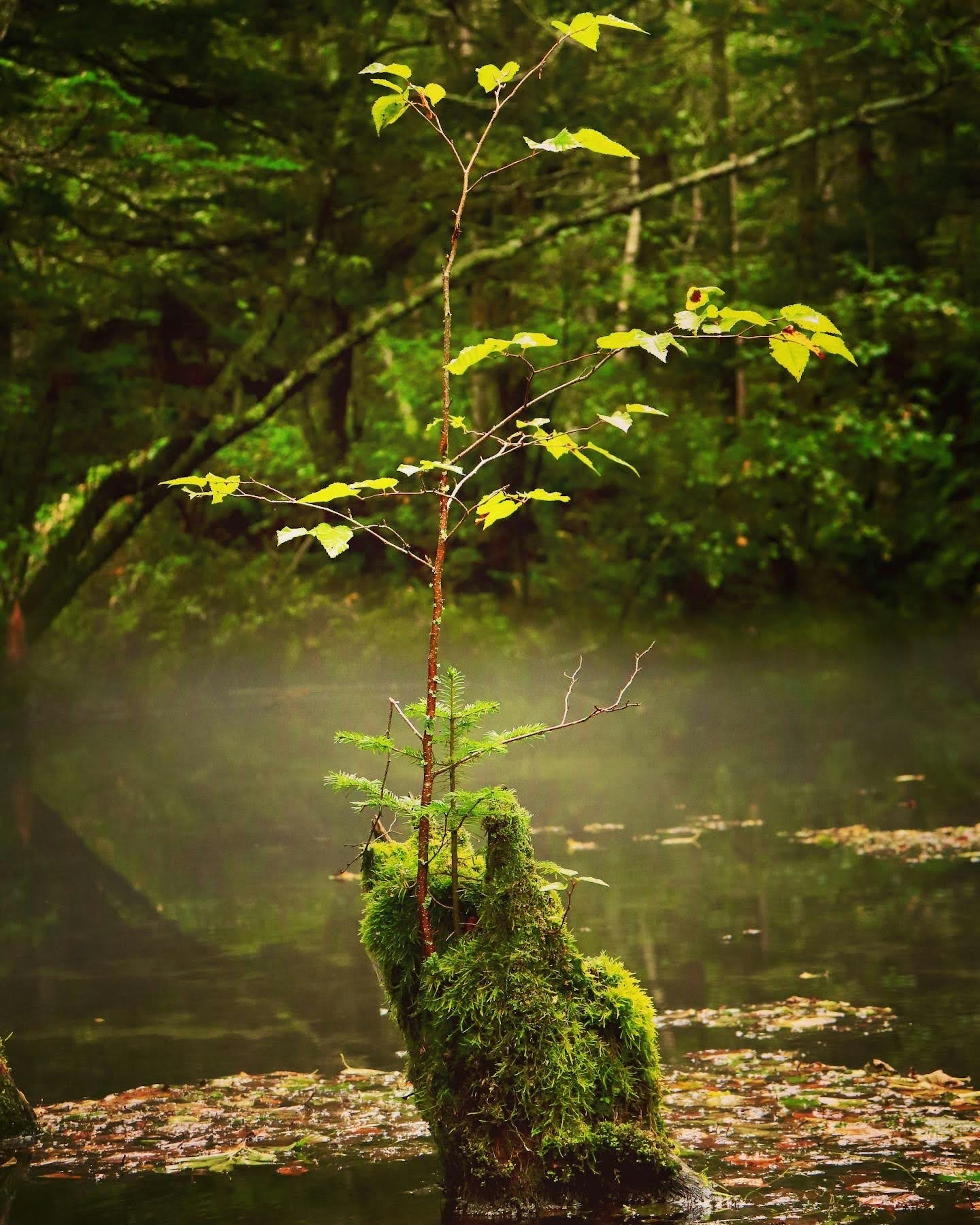 Un pequeño árbol creciendo de una mano cubierta de musgo en un bosque verde