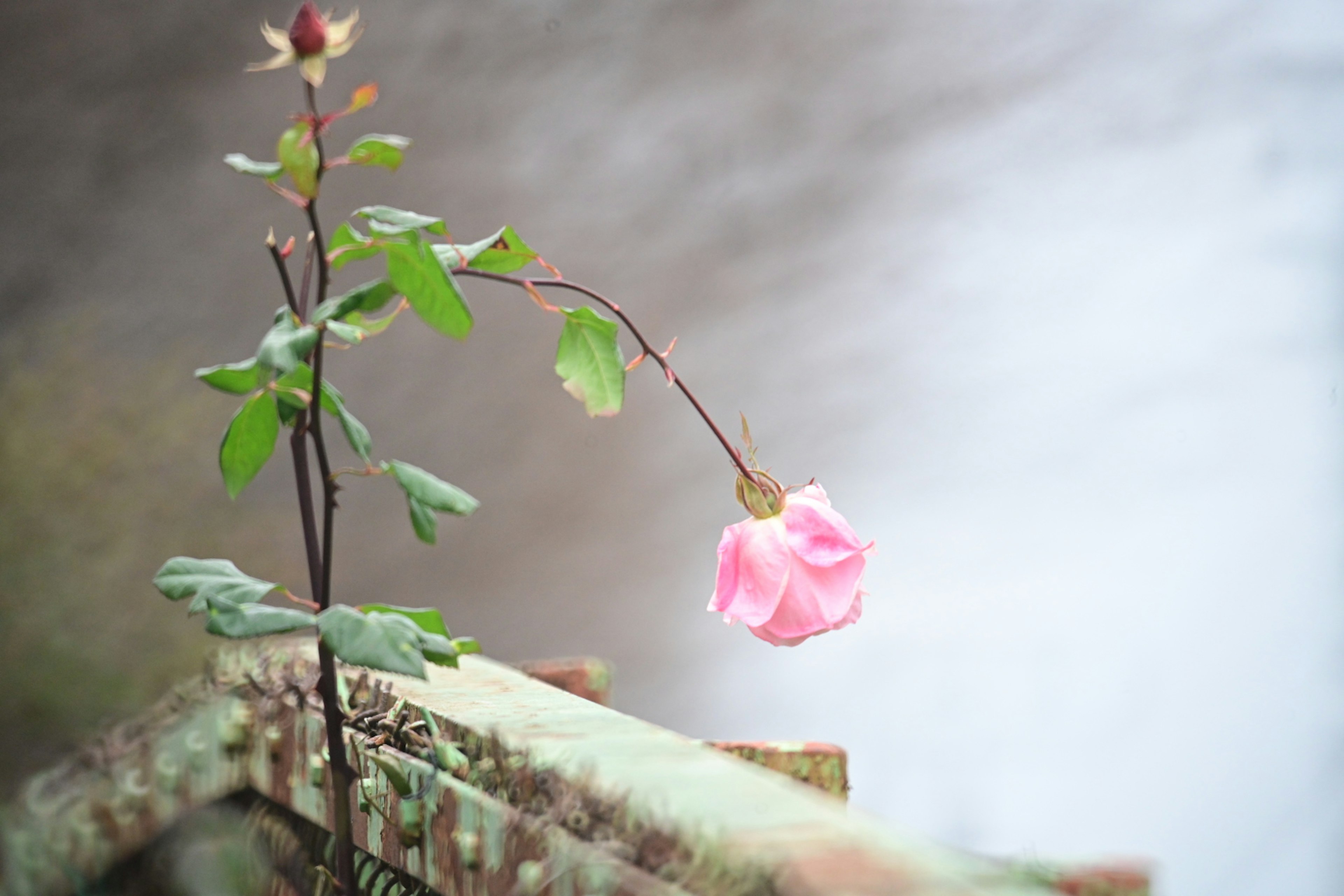 Una delicada rosa rosa con hojas verdes junto al agua