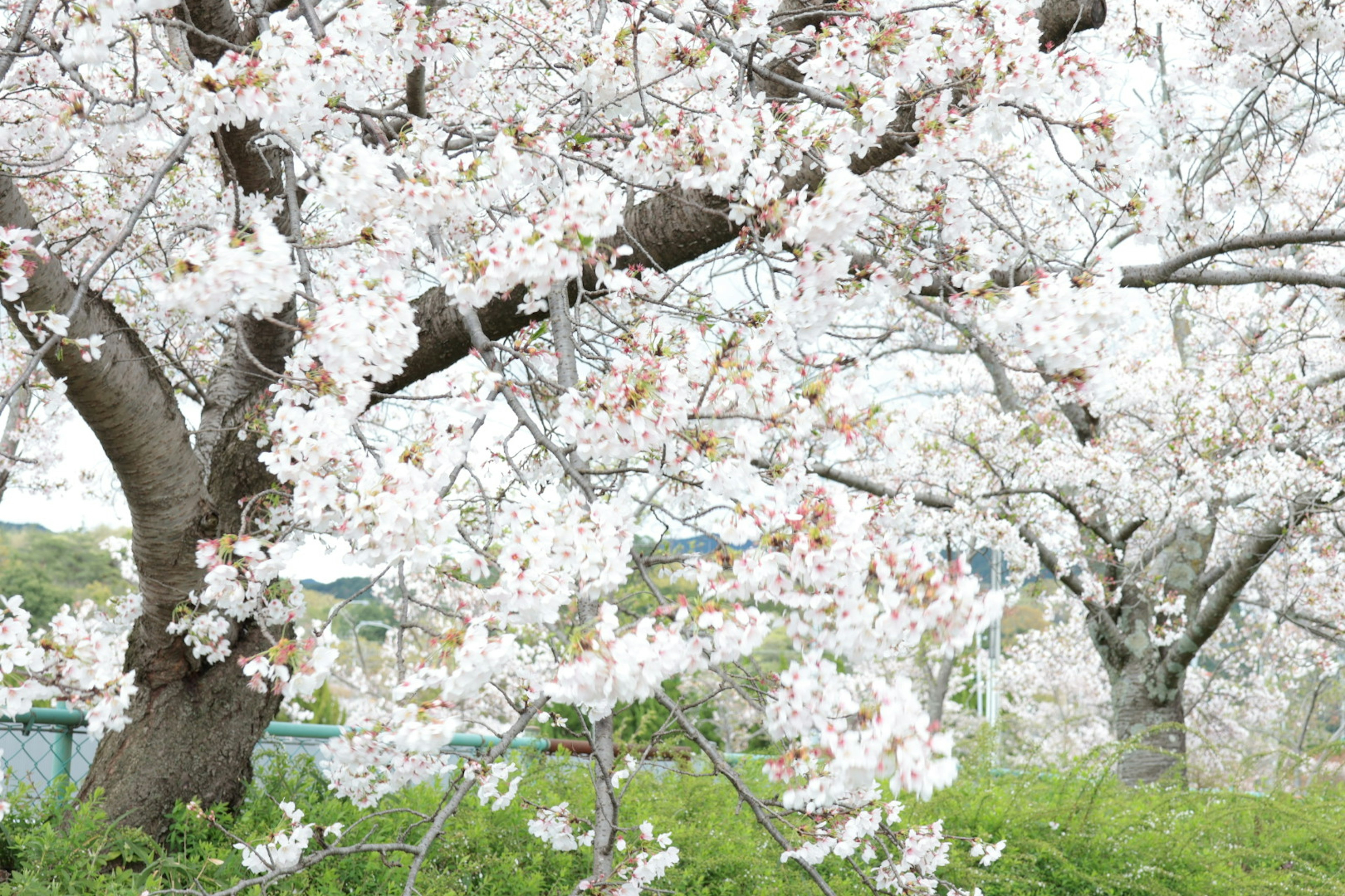 Schöne Kirschblütenbäume in voller Blüte