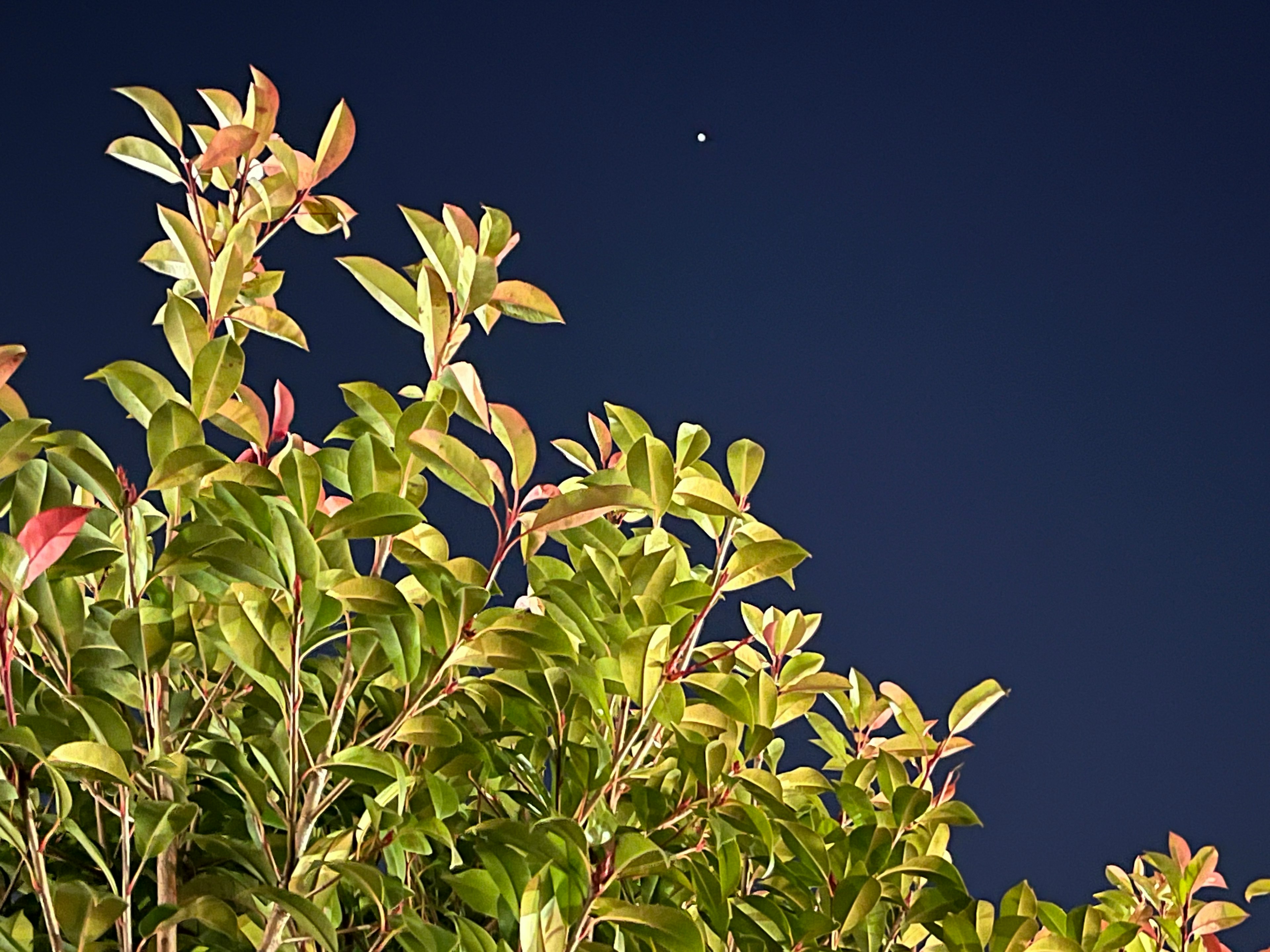 夜空を背景にした緑の葉と赤い新芽の植物