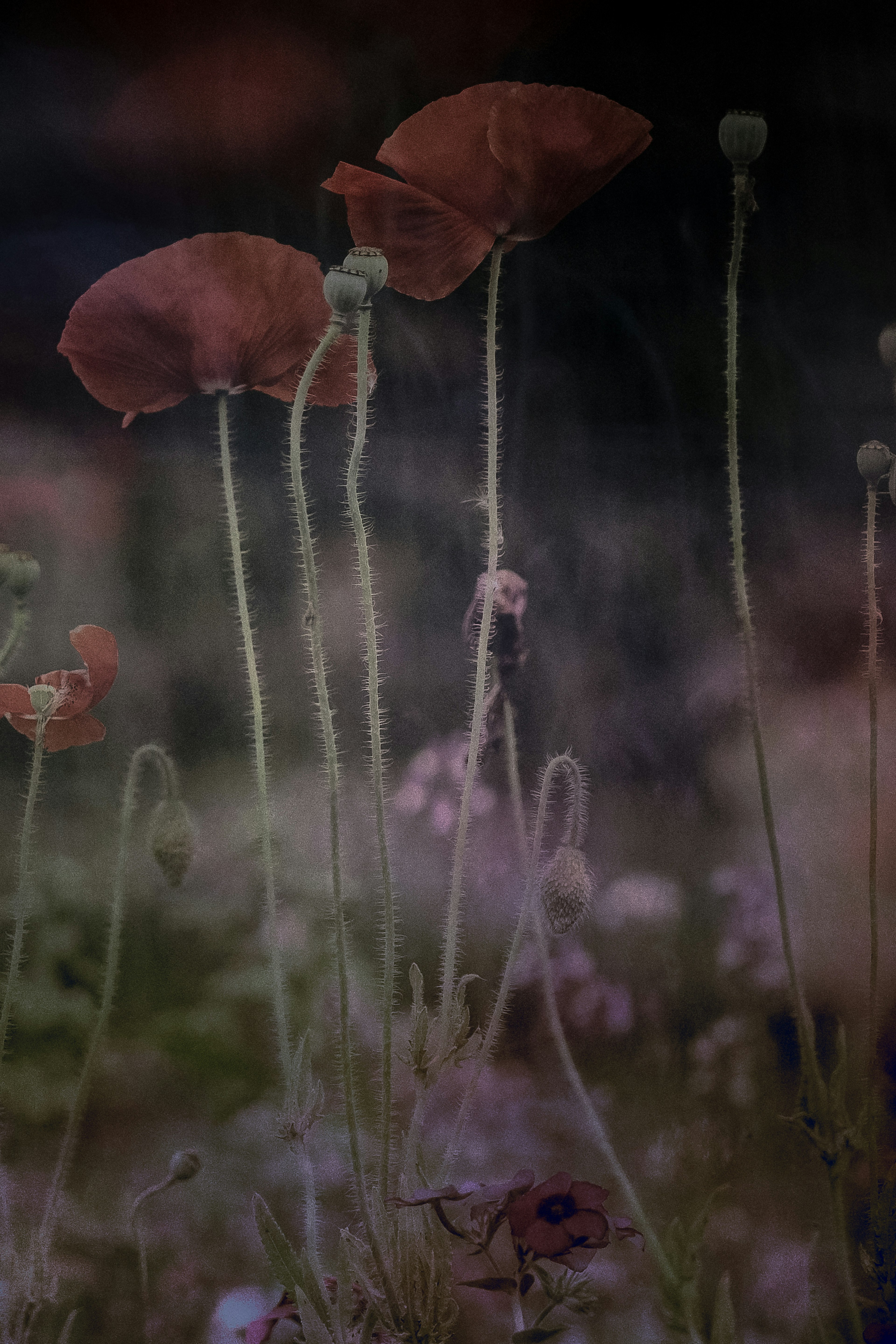 Dreamy scene of red poppies among smaller flowers