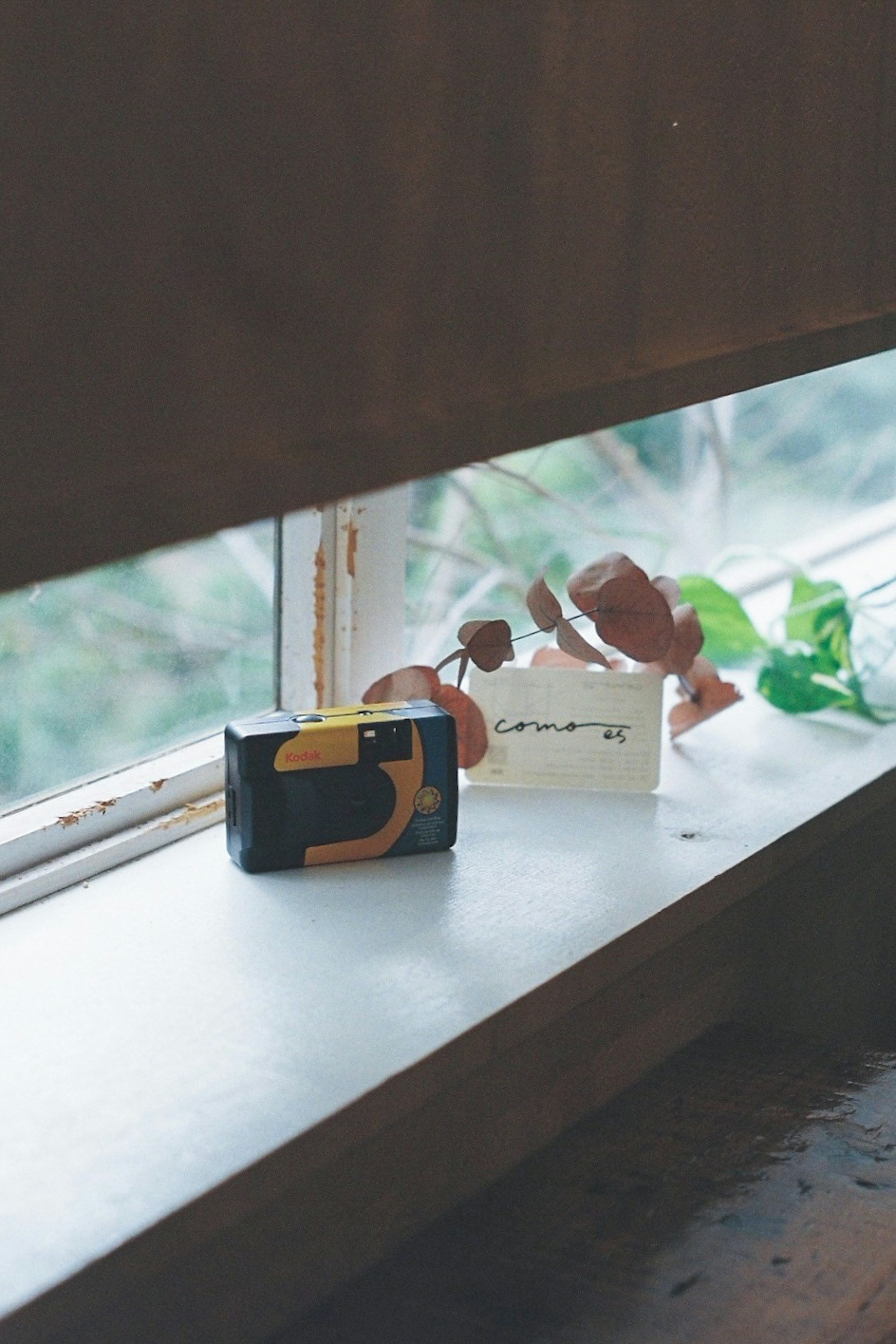 A camera and a plant placed on a windowsill in a serene setting