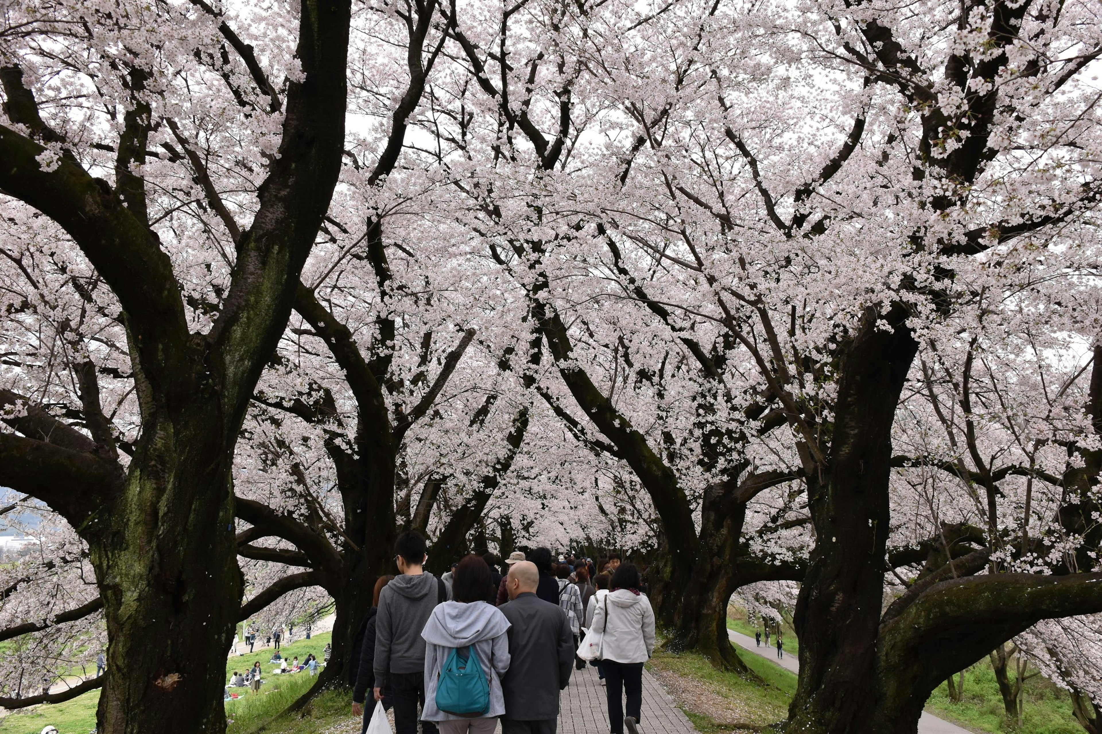 Orang-orang berjalan di bawah pohon sakura