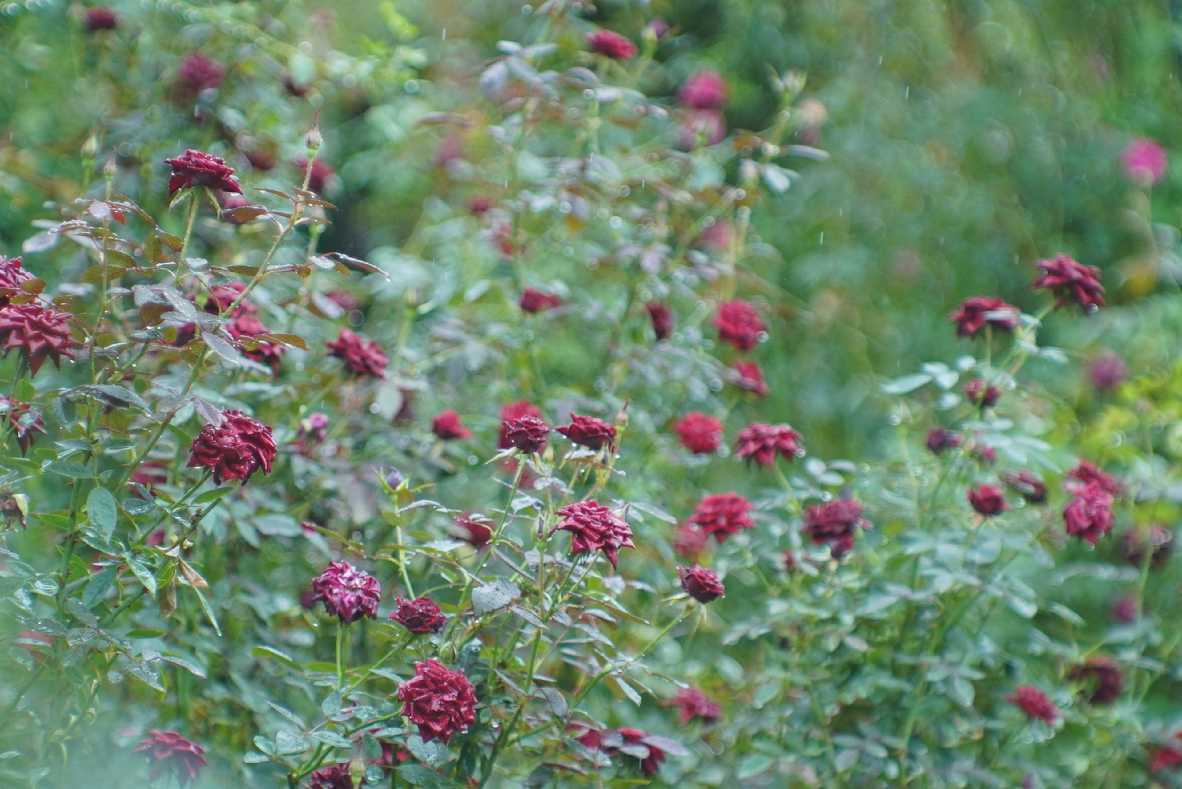 Un cespuglio verde lussureggiante pieno di fiori di rosa rossa profonda