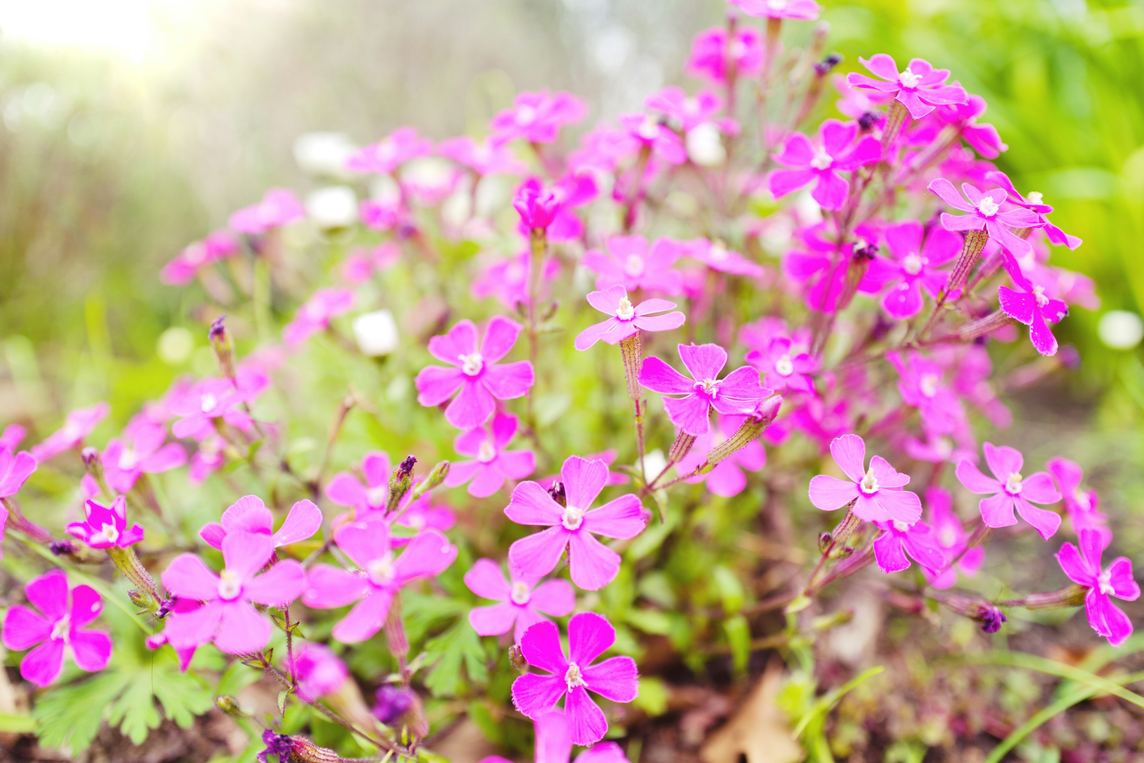 鮮やかなピンク色の花が咲いている様子で、背景には緑の植物が見える