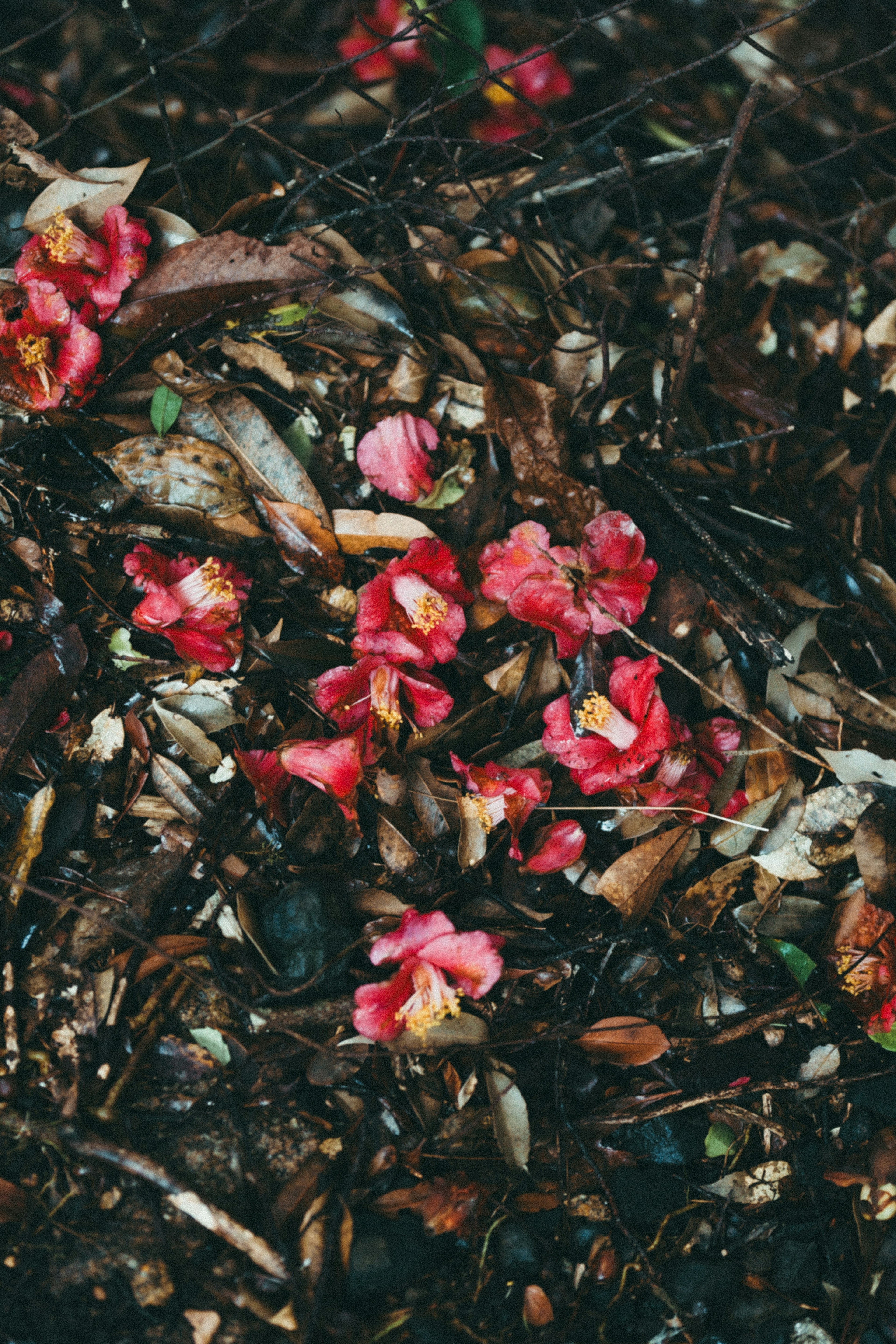 Pétalos de flores rojas esparcidos entre la tierra oscura y las ramitas