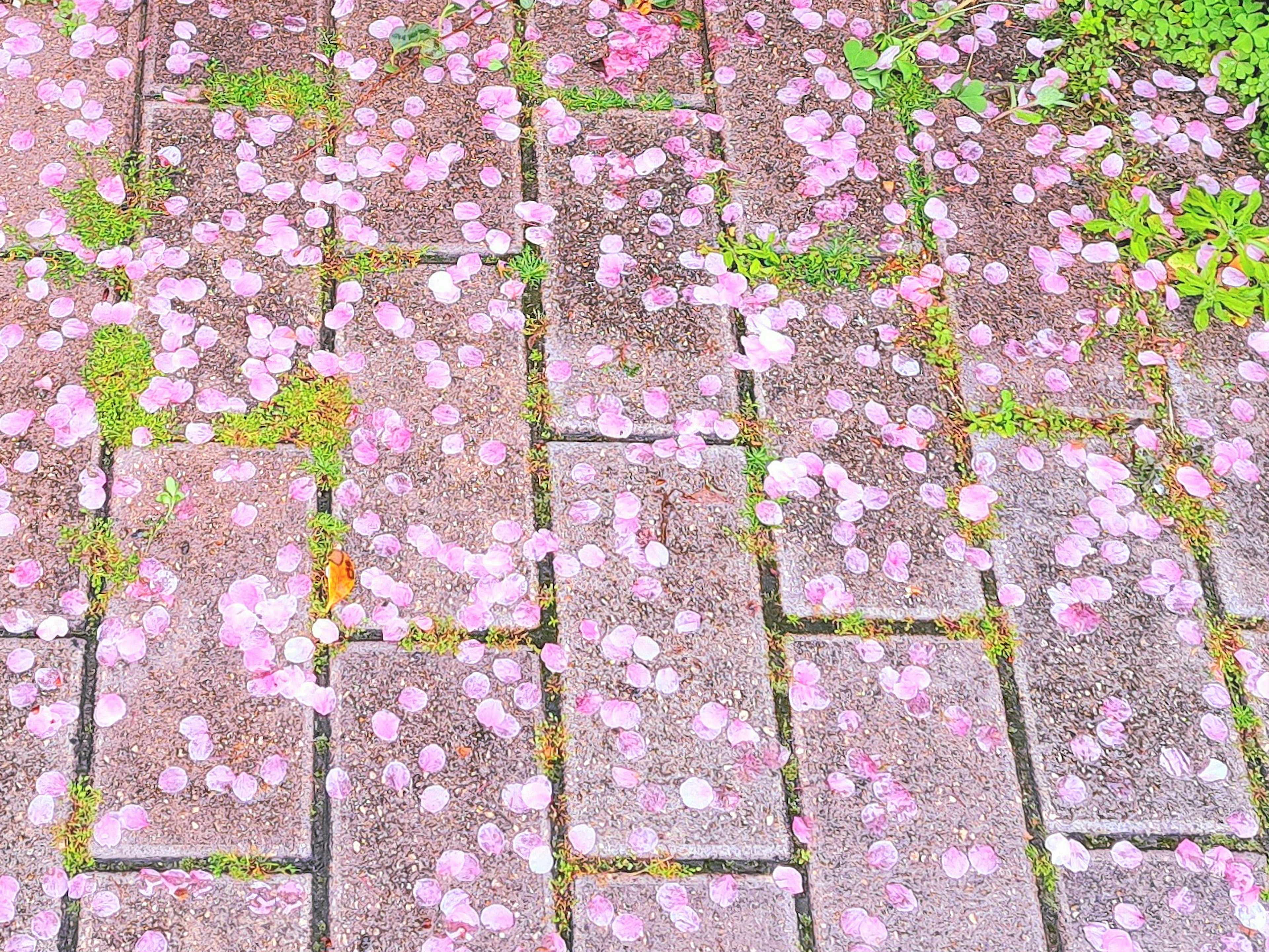 Sentiero in pietra coperto di petali di fiori rosa sparsi