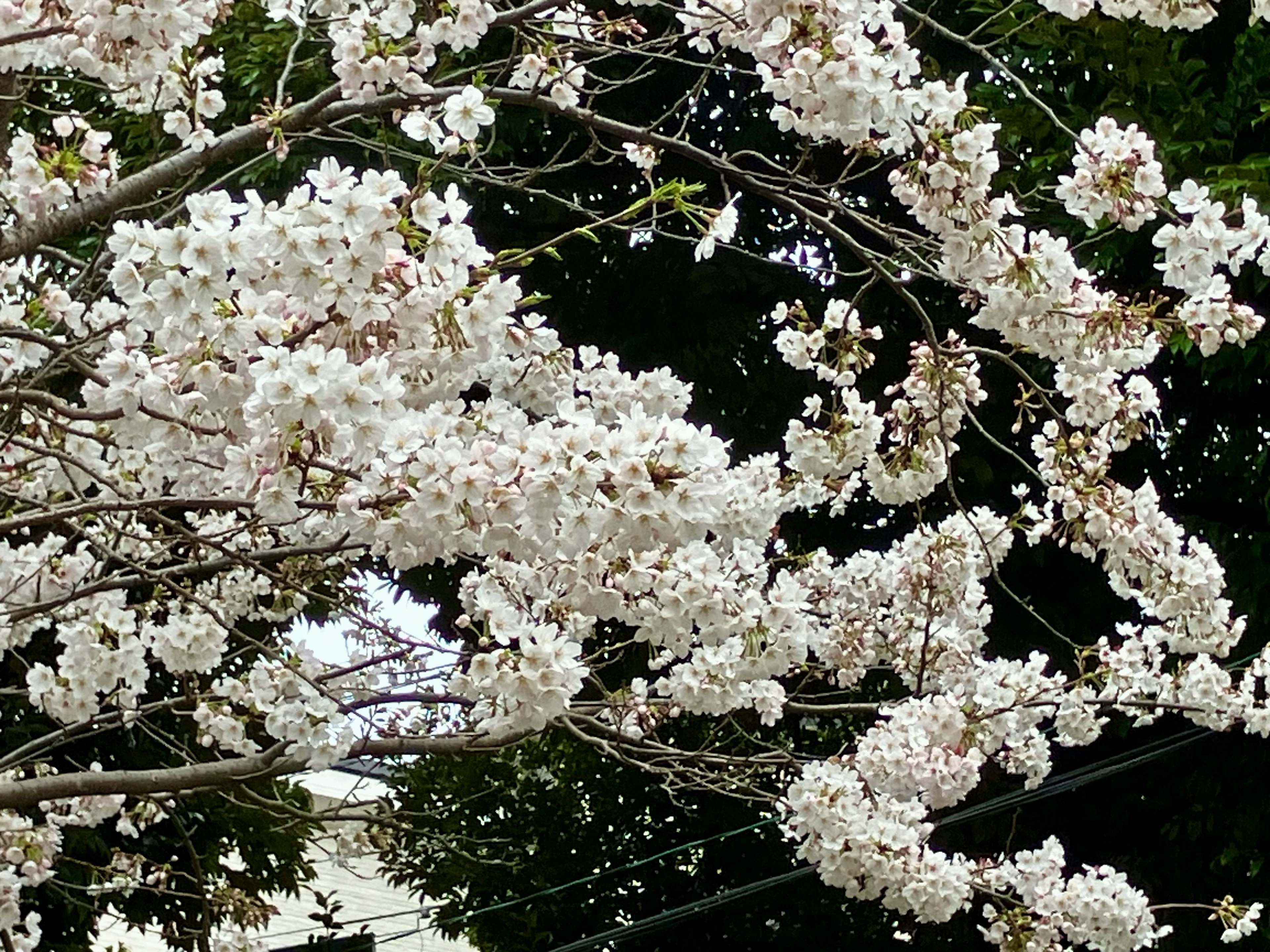 白い桜の花が咲いている木の枝のクローズアップ