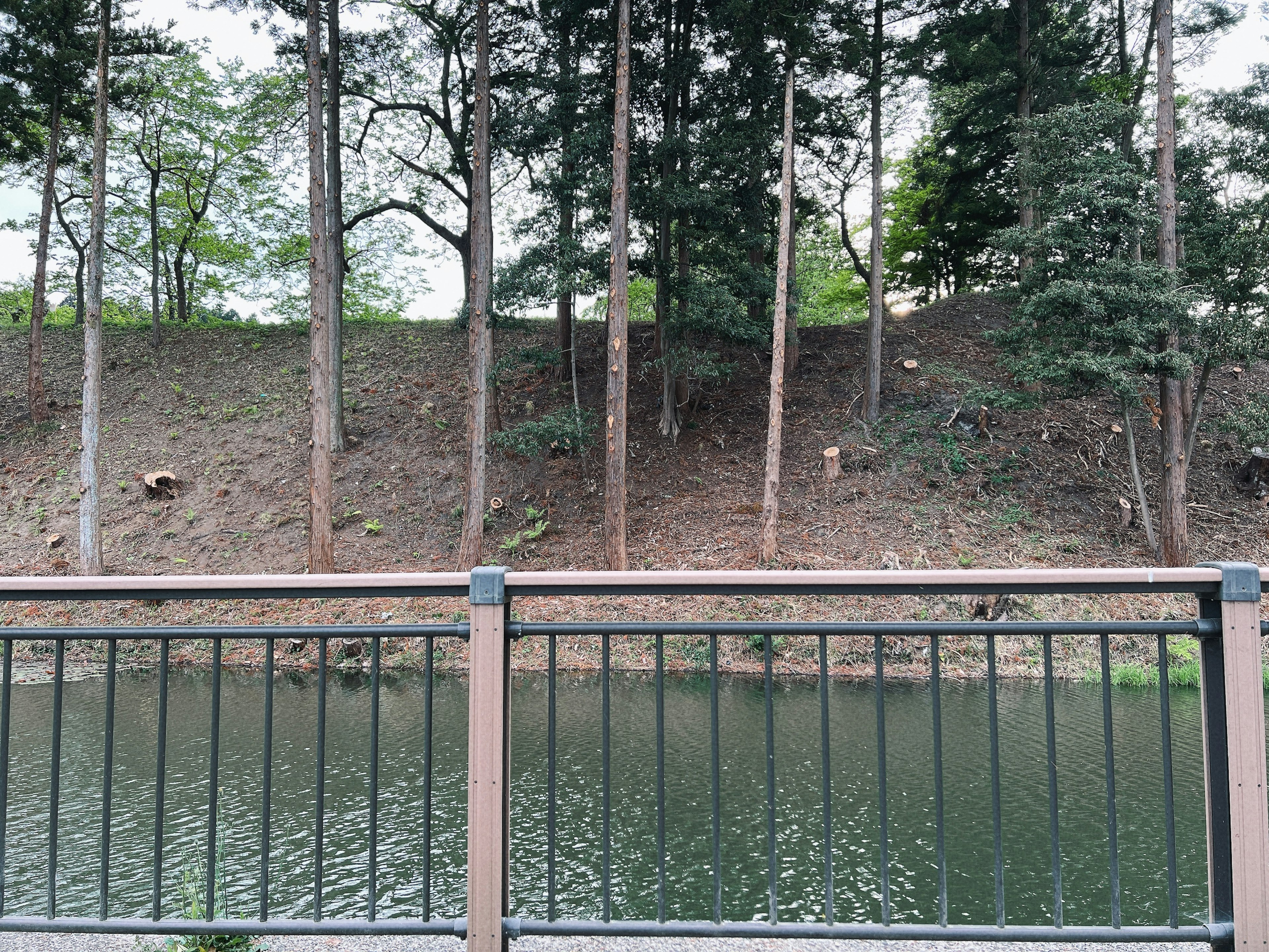 Scenic view of trees and railing by a river