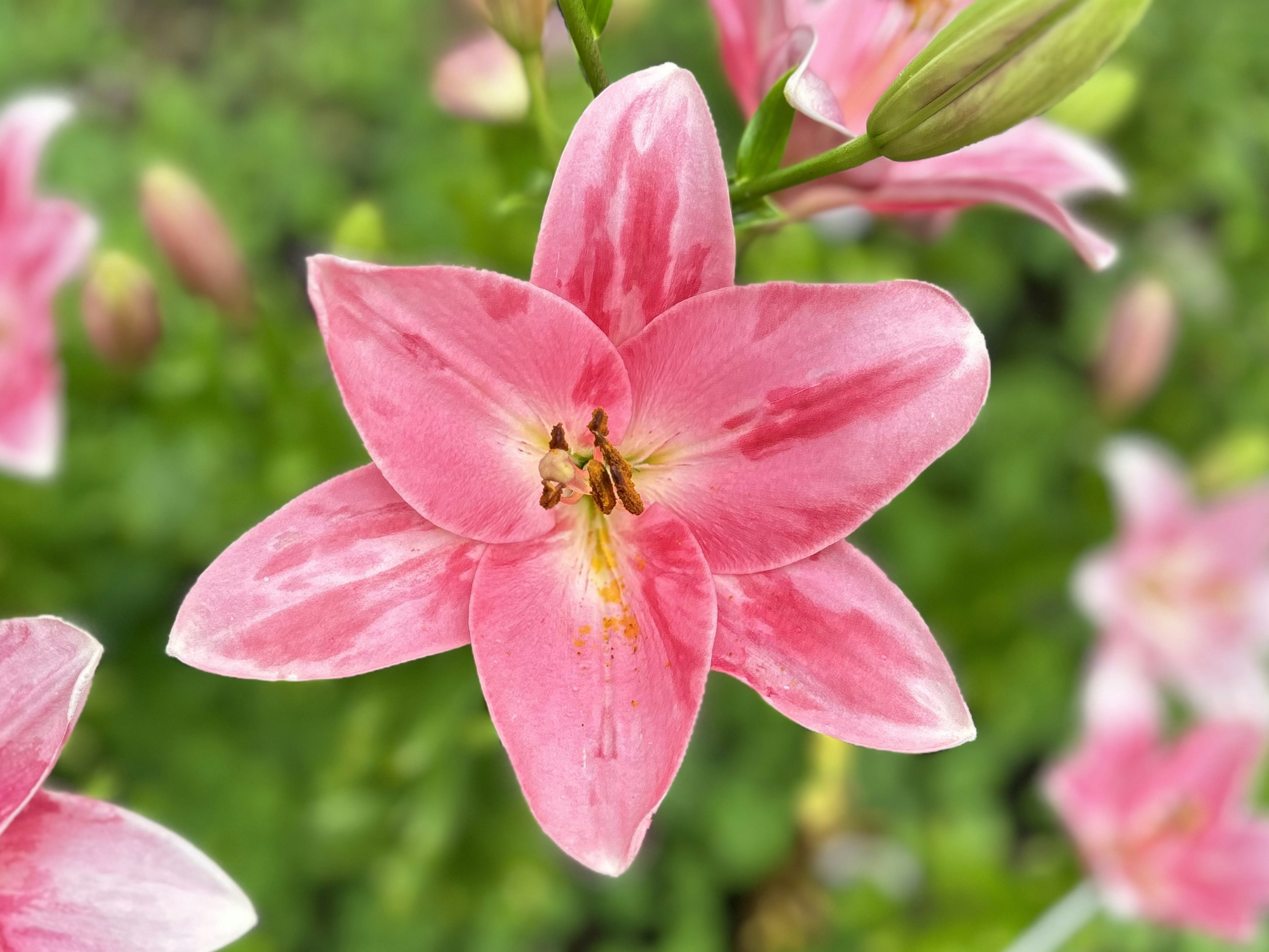 Primo piano di un fiore di giglio rosa in fiore su uno sfondo verde